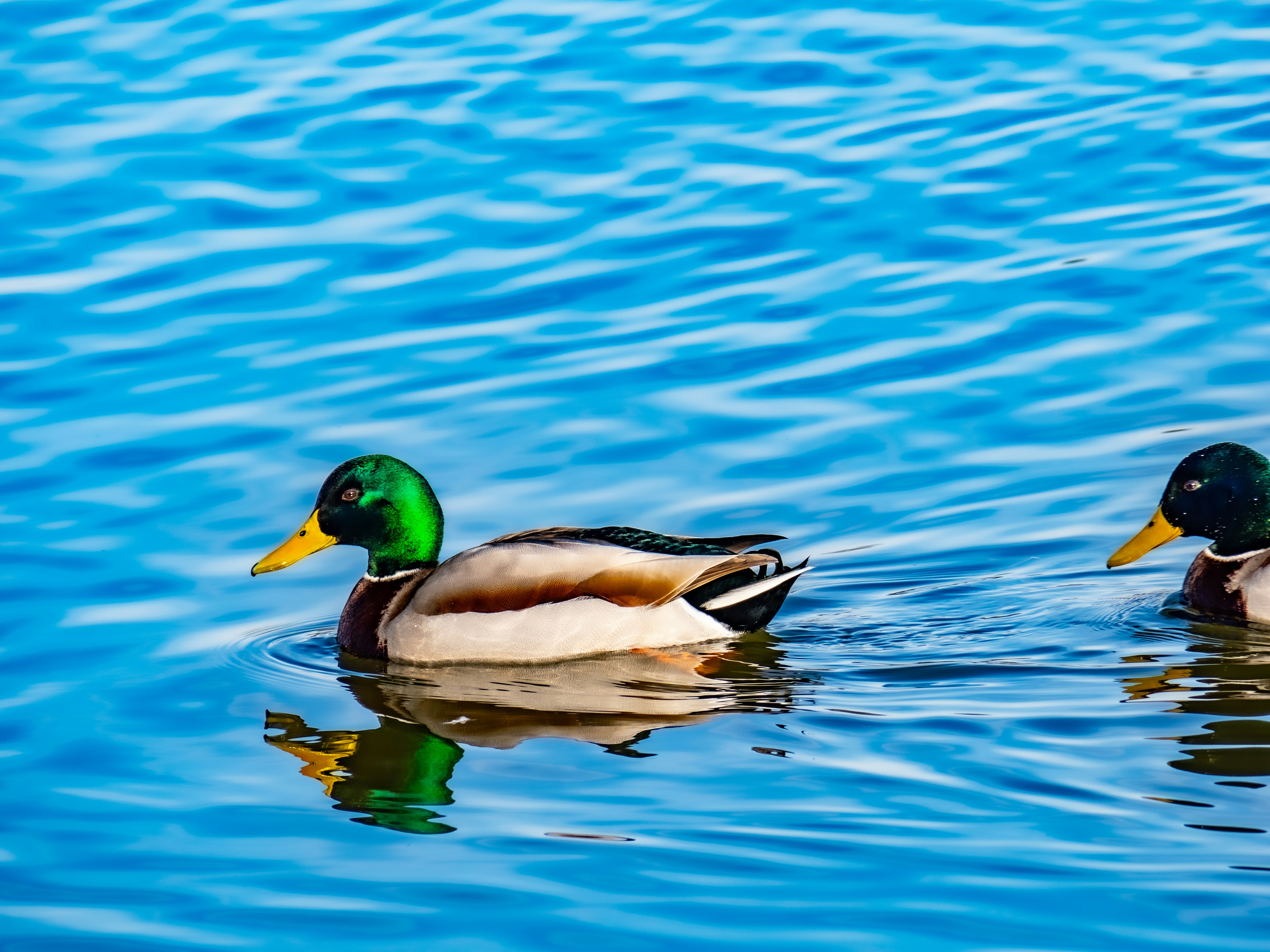 Photo by gopitri_prem