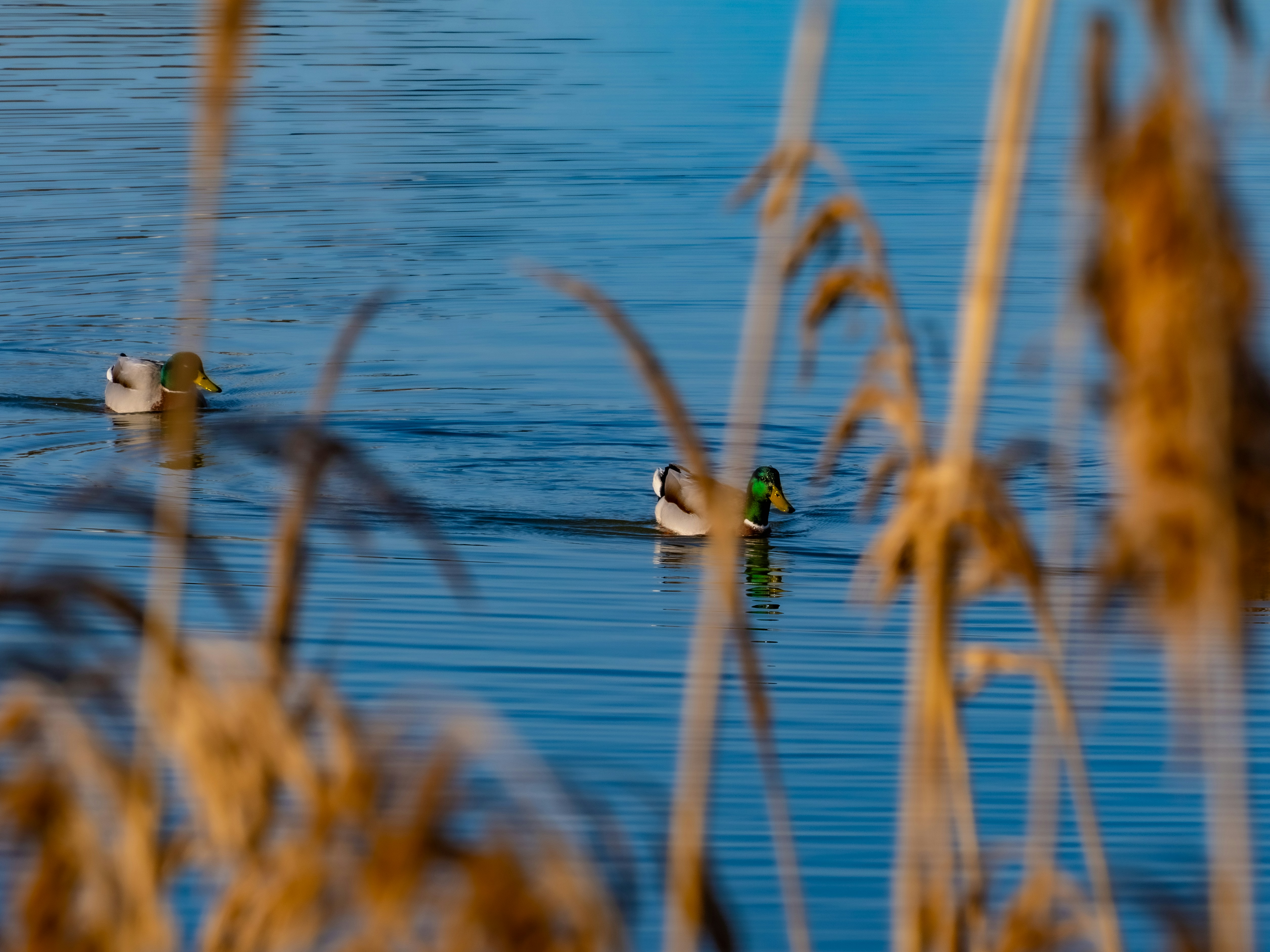 Ducks swimming in a calm blue lake