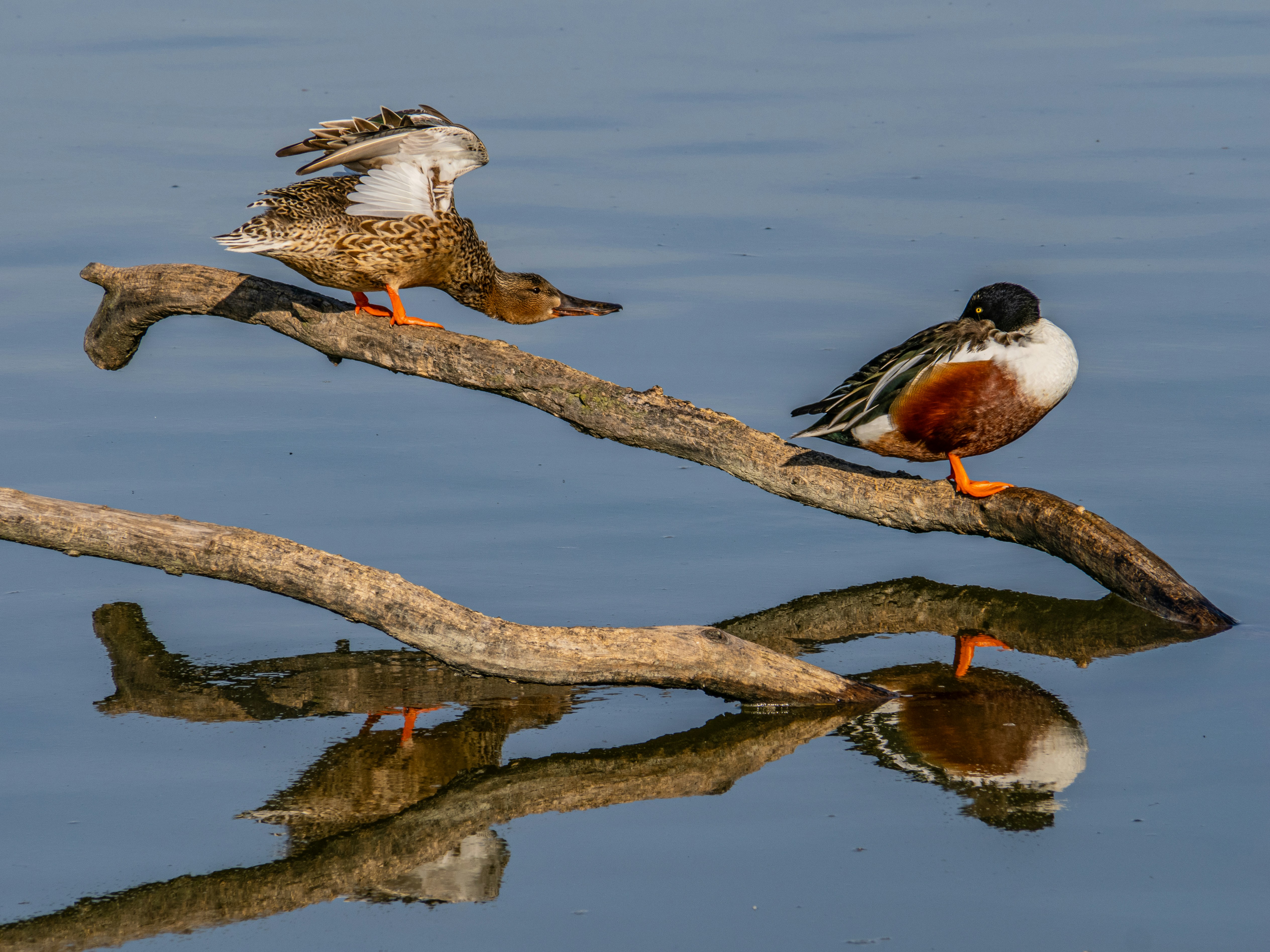 Two ducks perched on a branch reflected in water