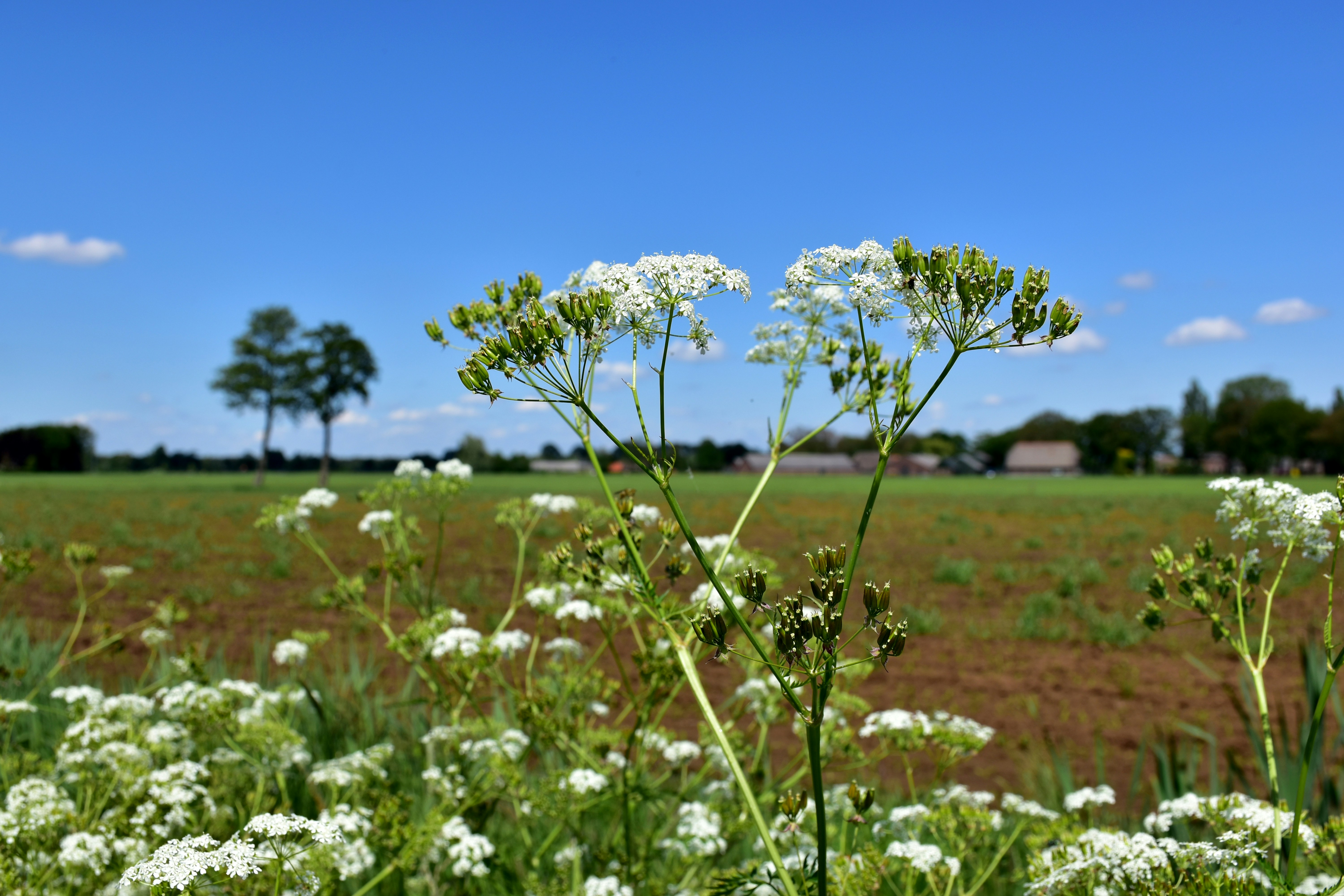 White wildflowers bloom in a field under a blue sky.