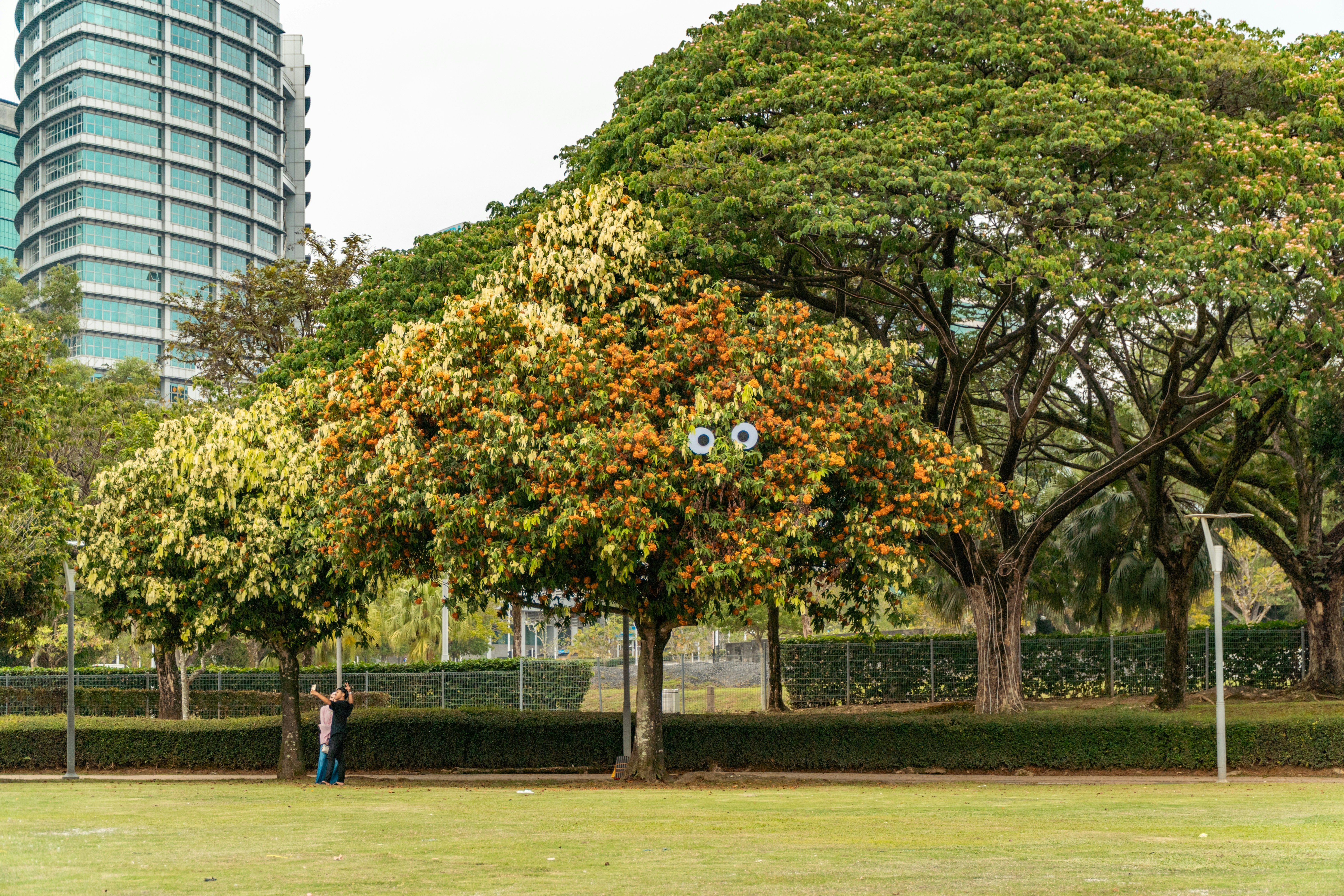 A tree with googly eyes in a park.