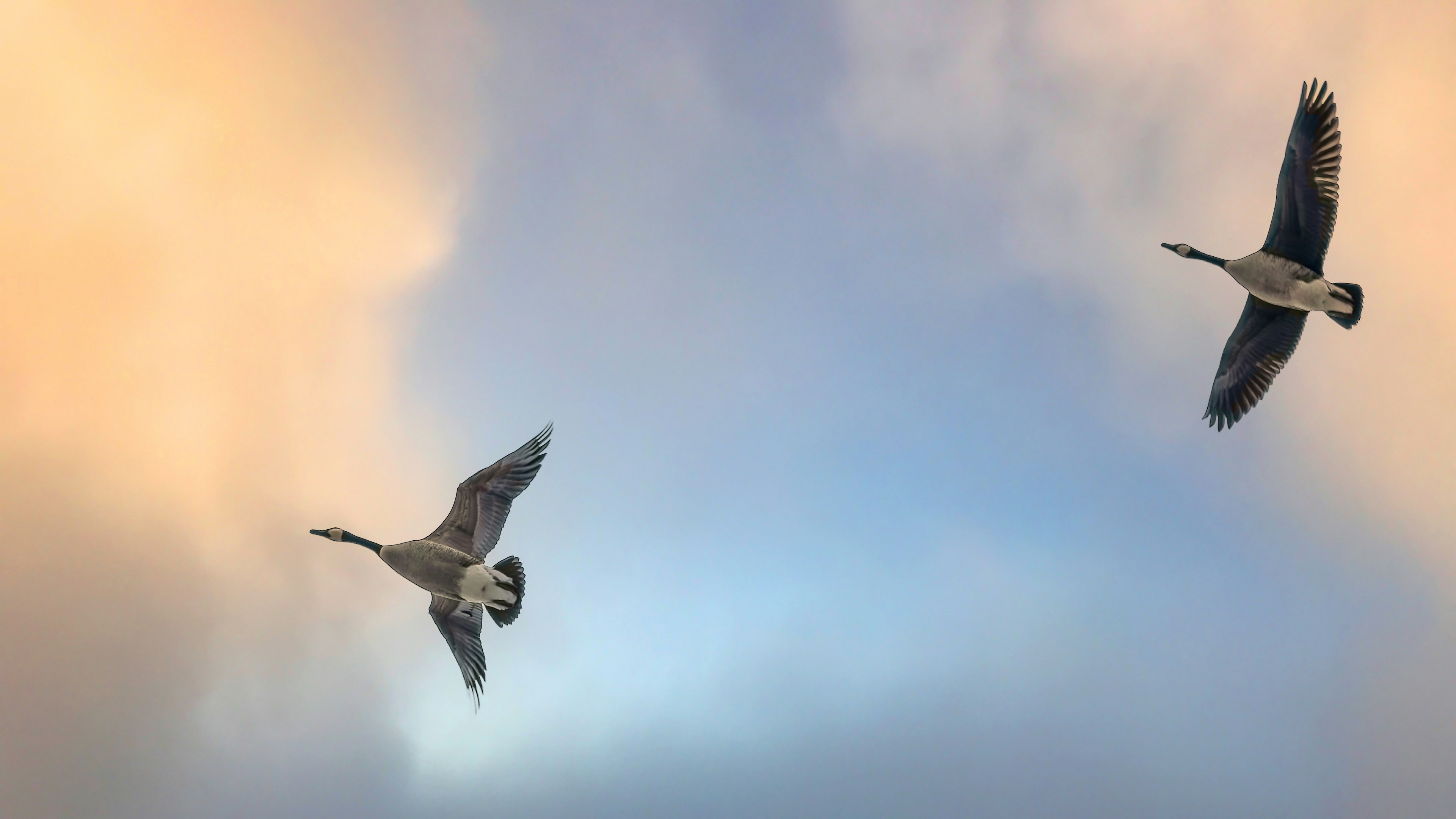 Two geese flying in a cloudy sky