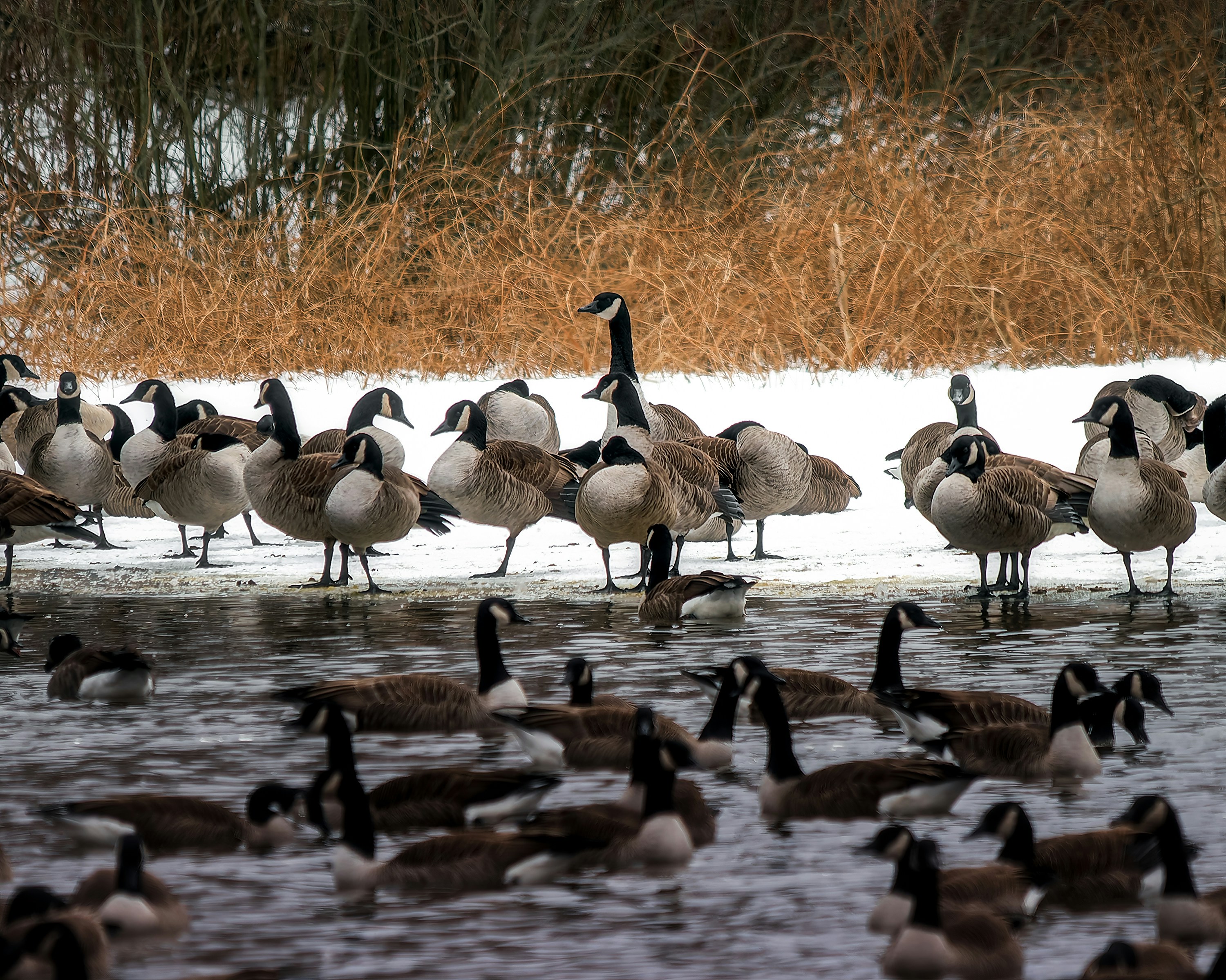 Geese and ducks gather on a frozen lake in winter.
