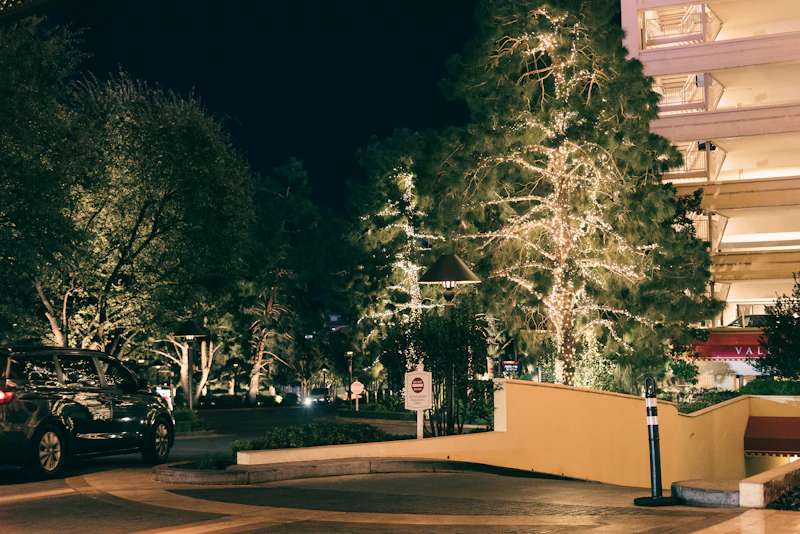 Car parked near illuminated trees at night