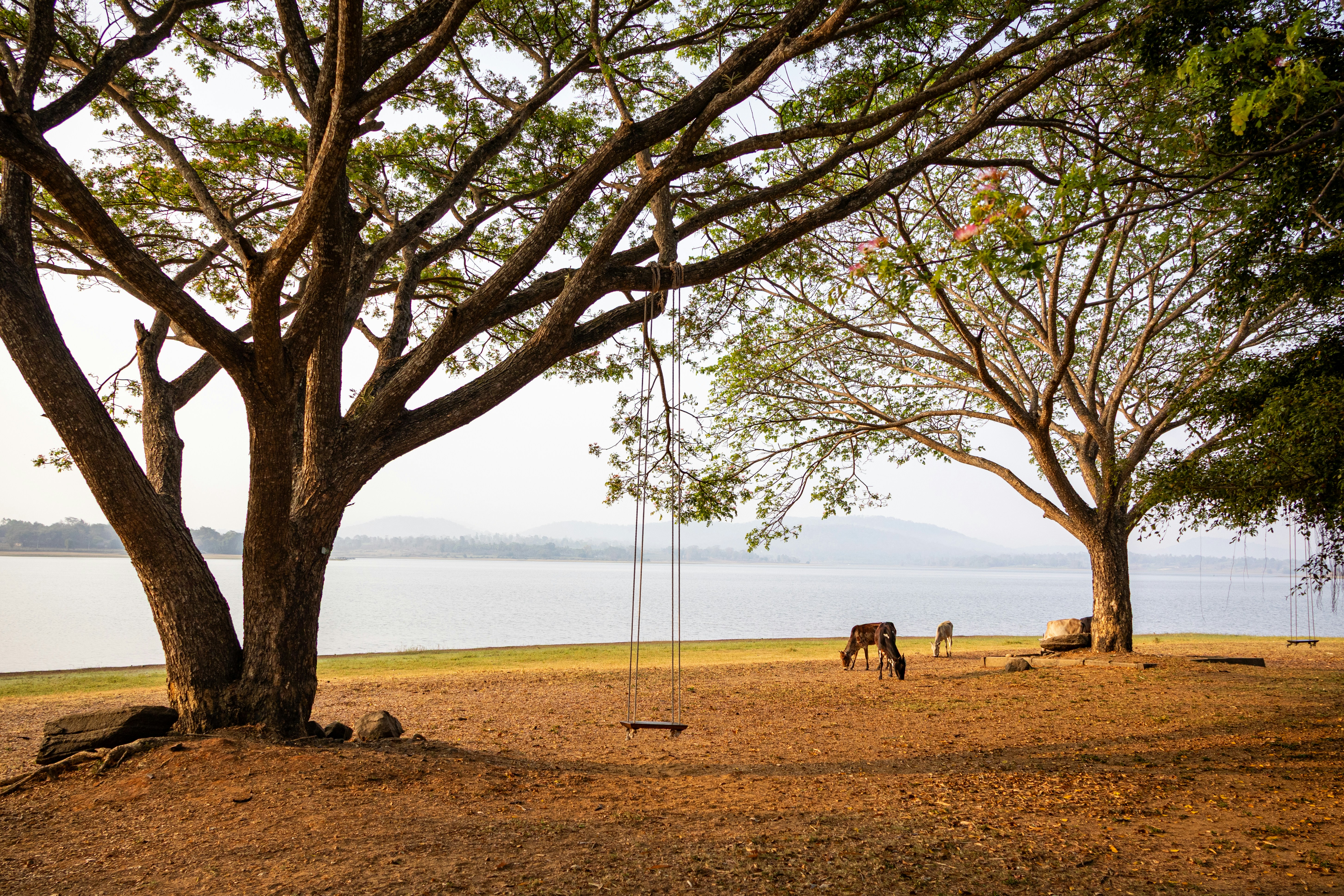 Photo by sameer_srivastava