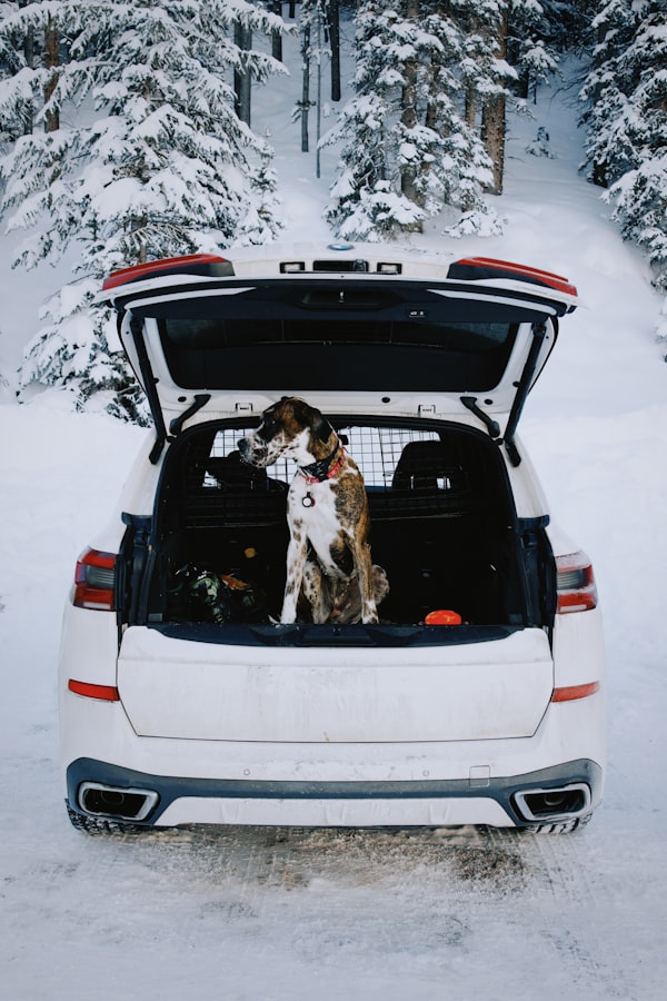 Escalera para perros en el coche: por qué no vale la misma que usas en el sofá o la cama