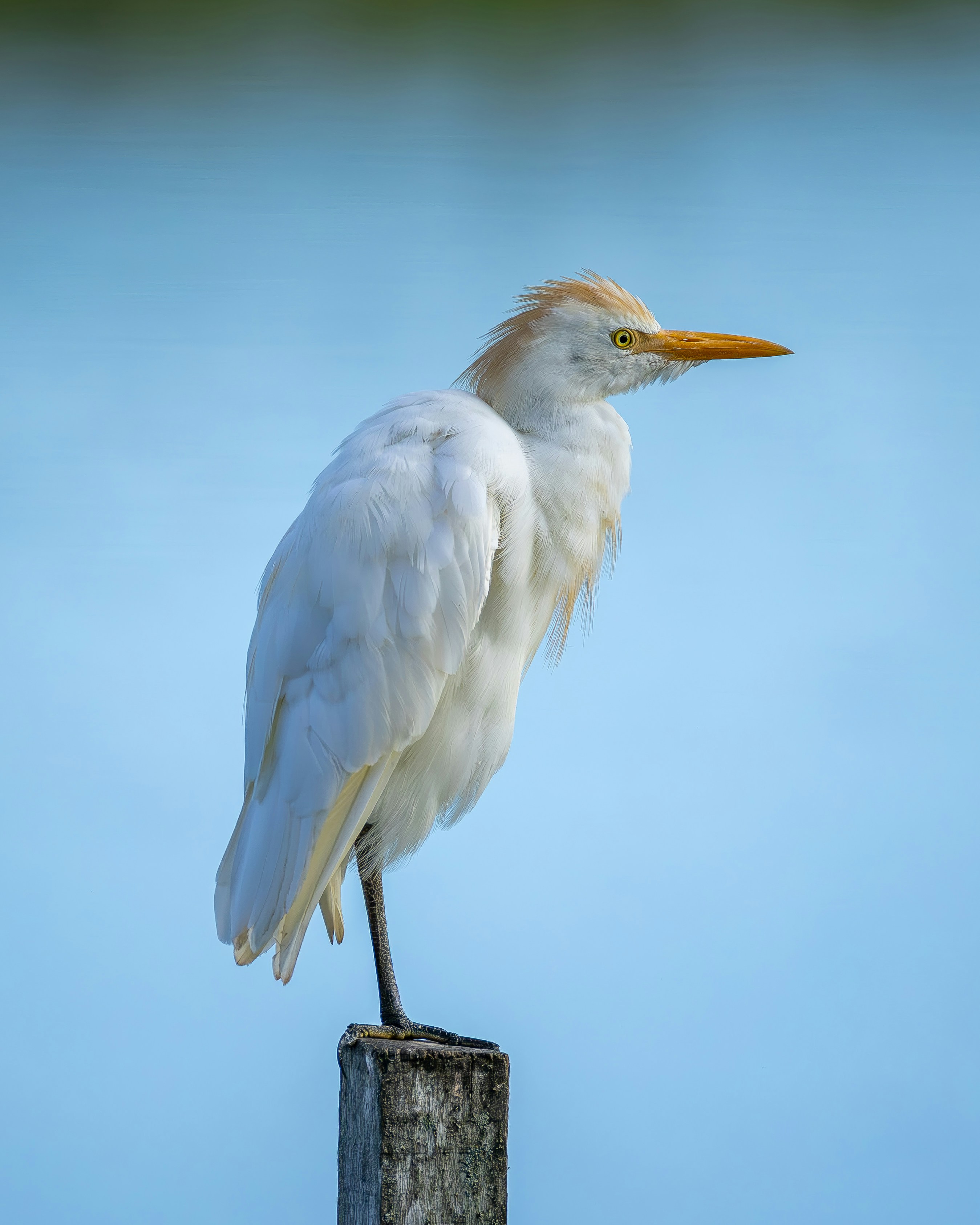 Photo by matheuskprot