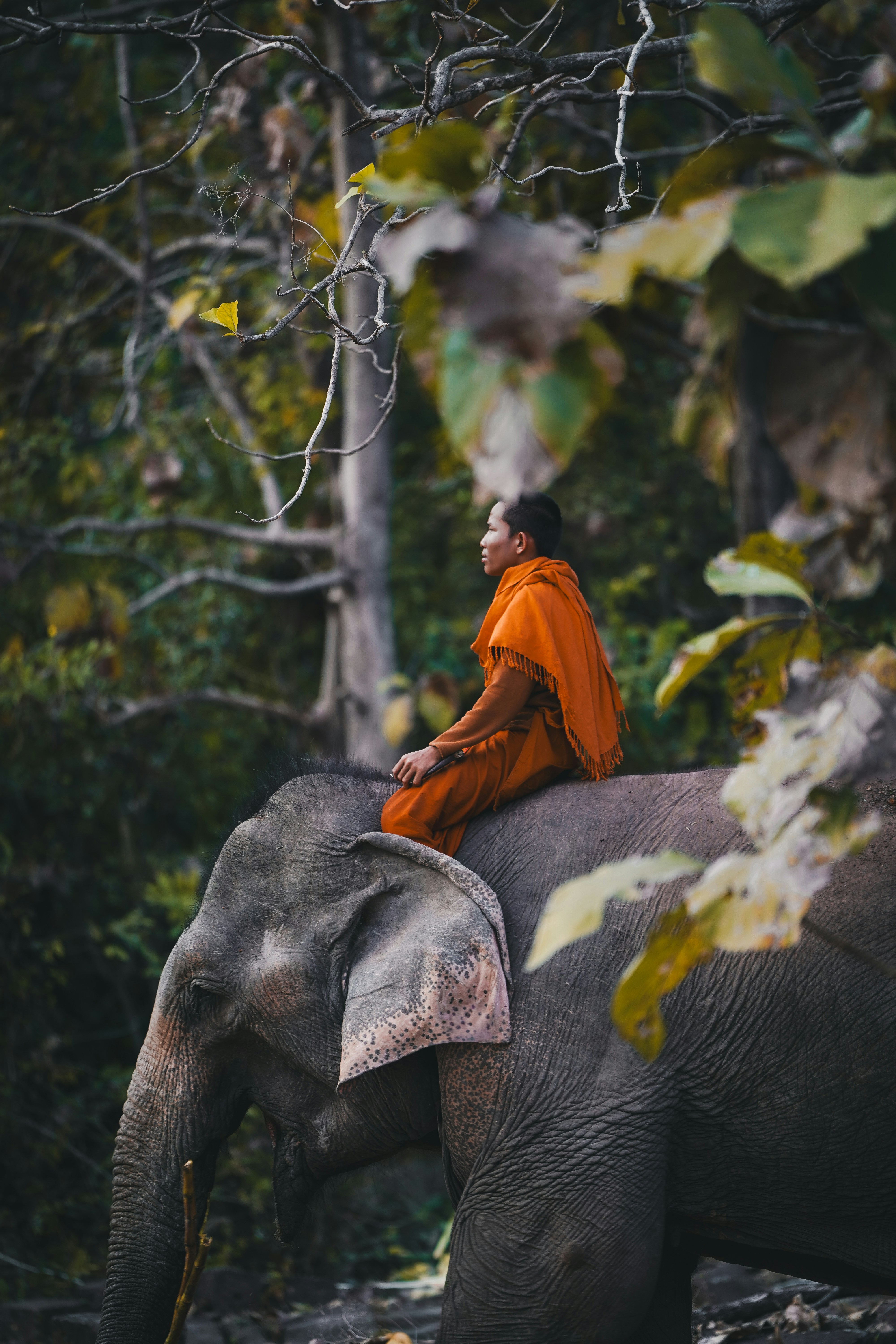 Monk riding an elephant through a forest