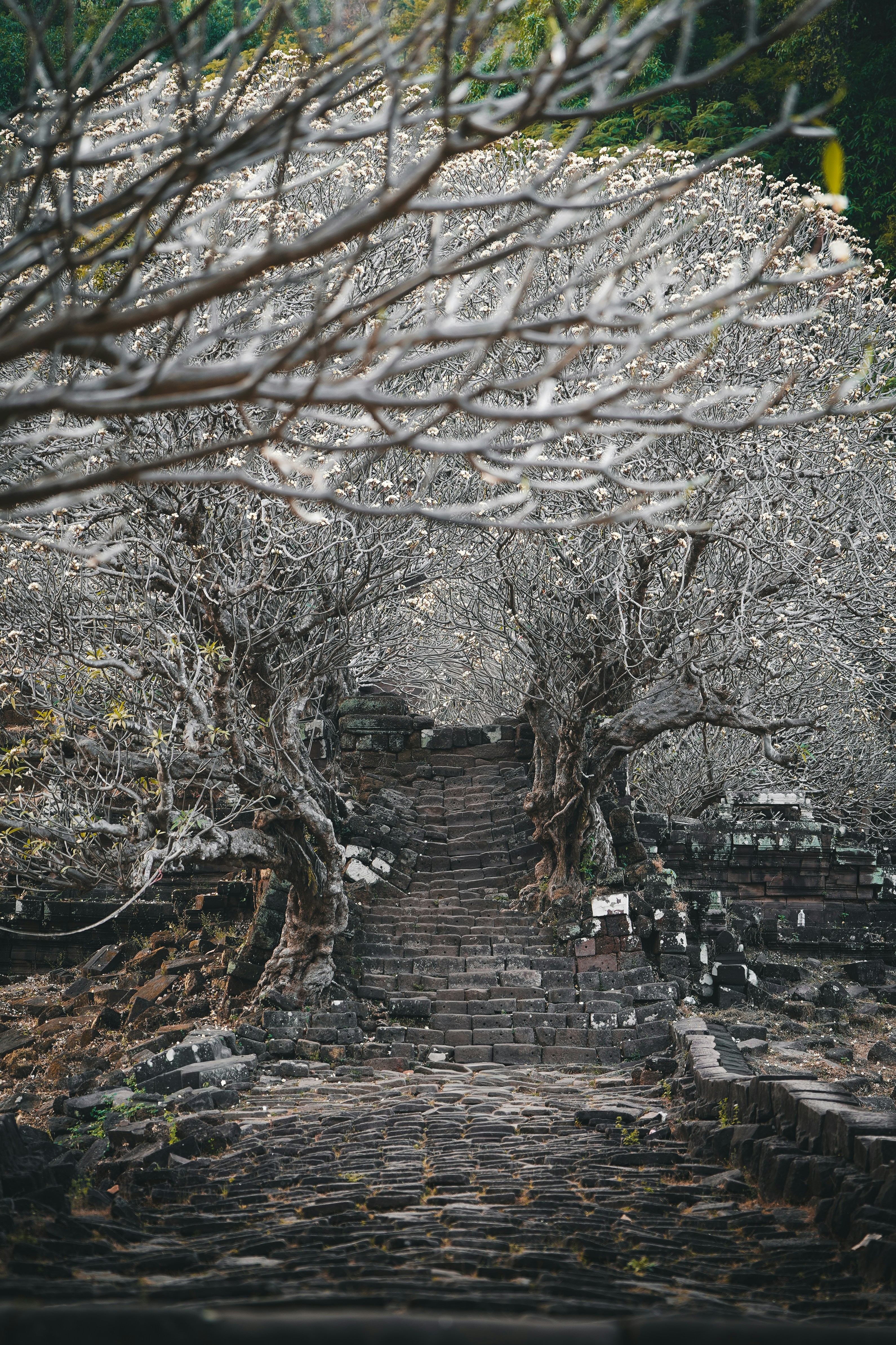 Stone steps lead up through ancient trees