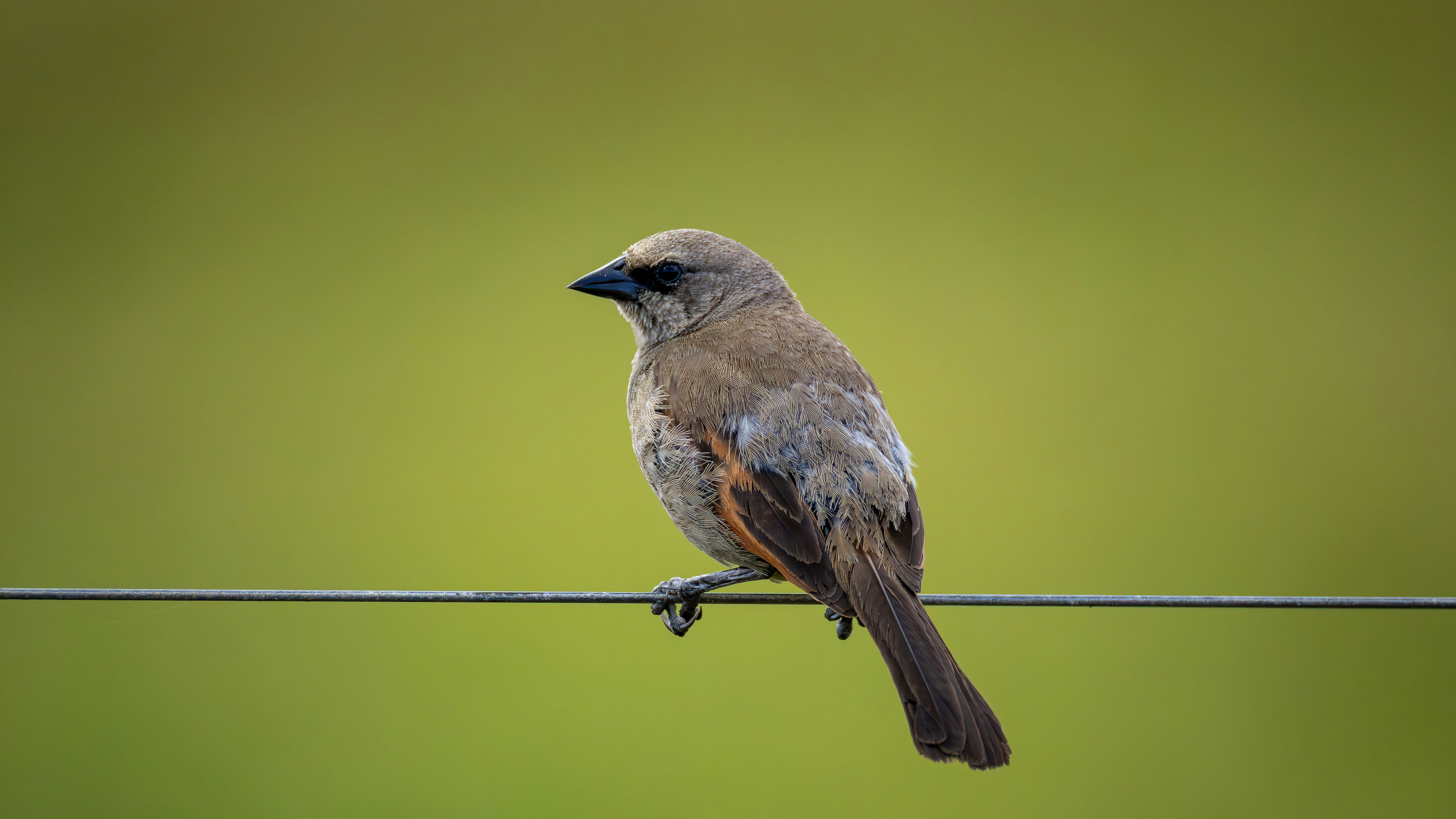 Photo by matheuskprot