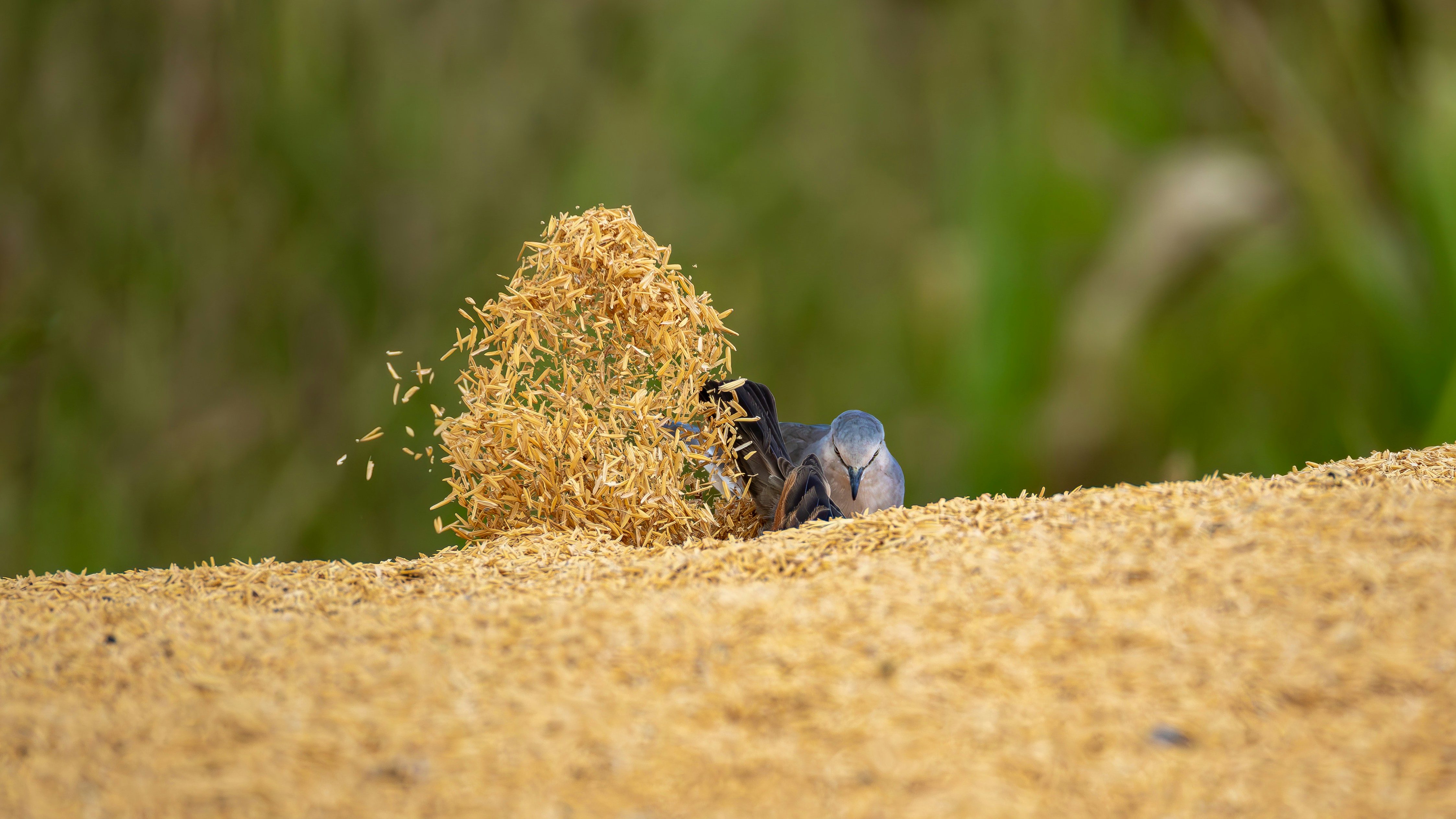 A bird is building a nest with straw.