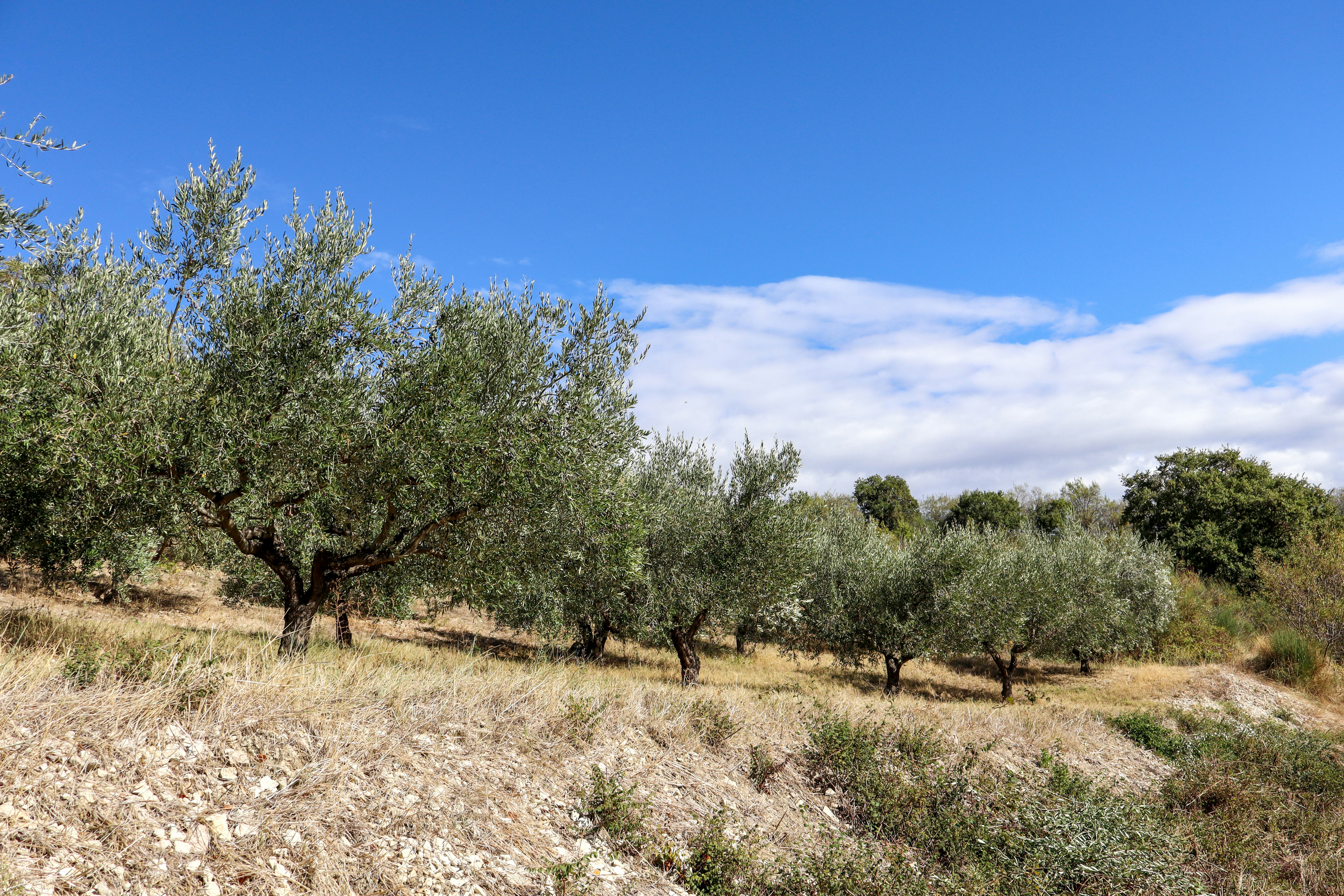 Photo by draw_chicken