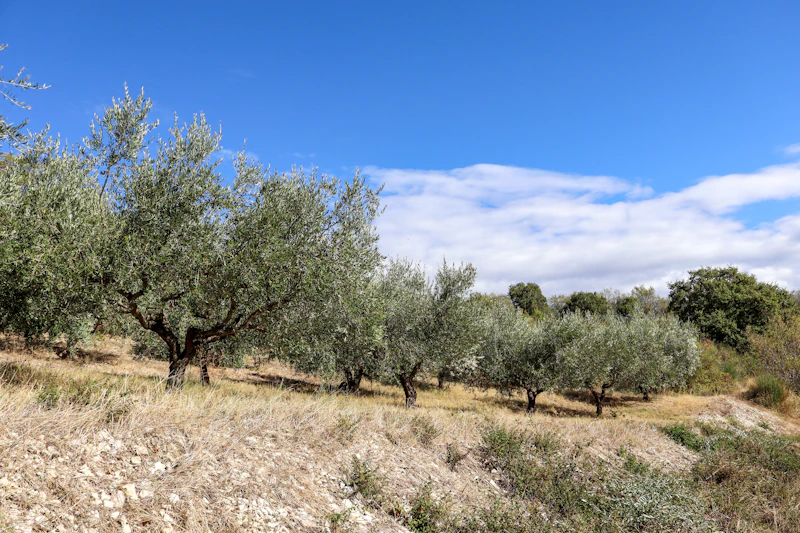 Oliviers sur versant aride — endémique méditerranéen sans irrigation