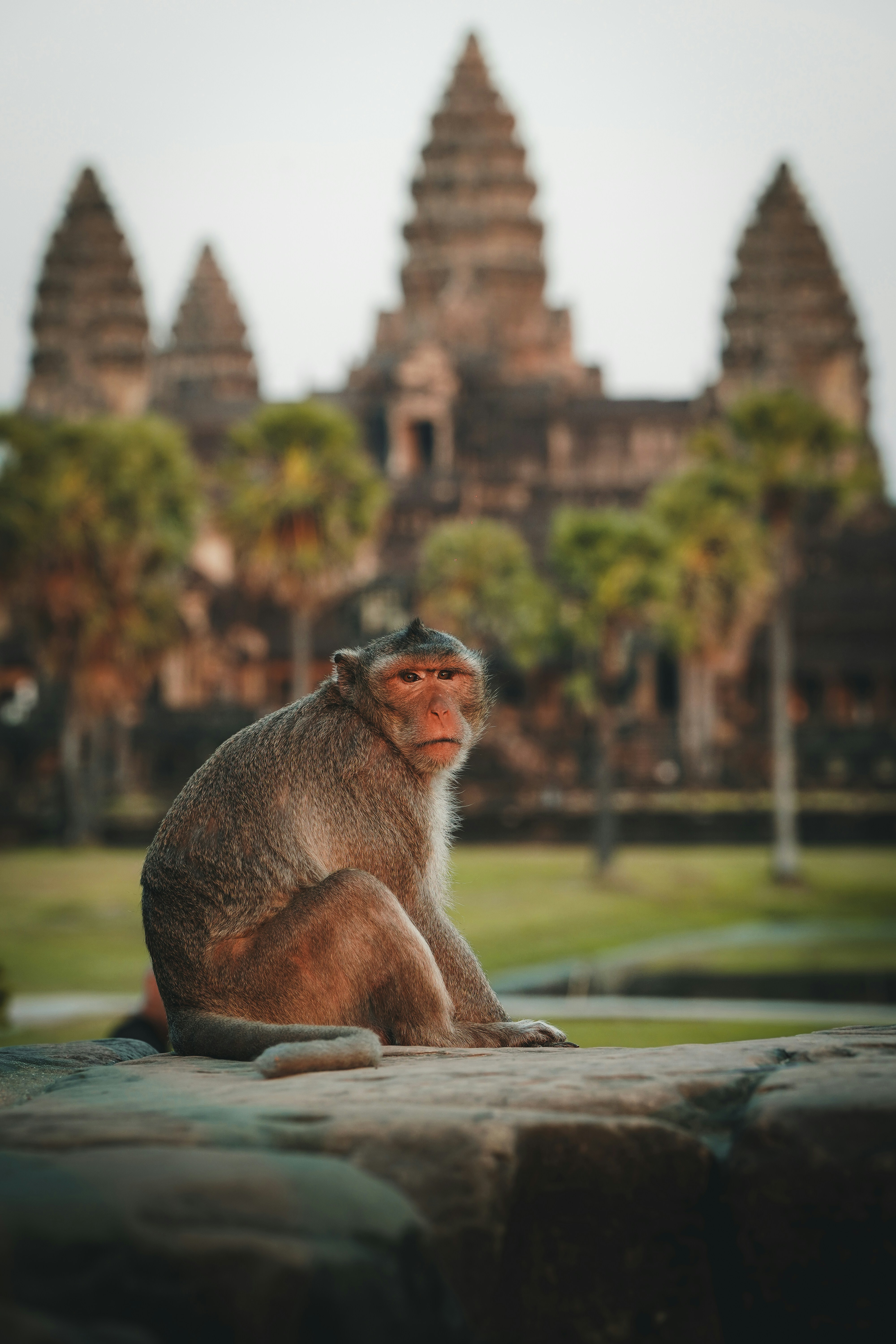 A monkey sits in front of ancient temple ruins.