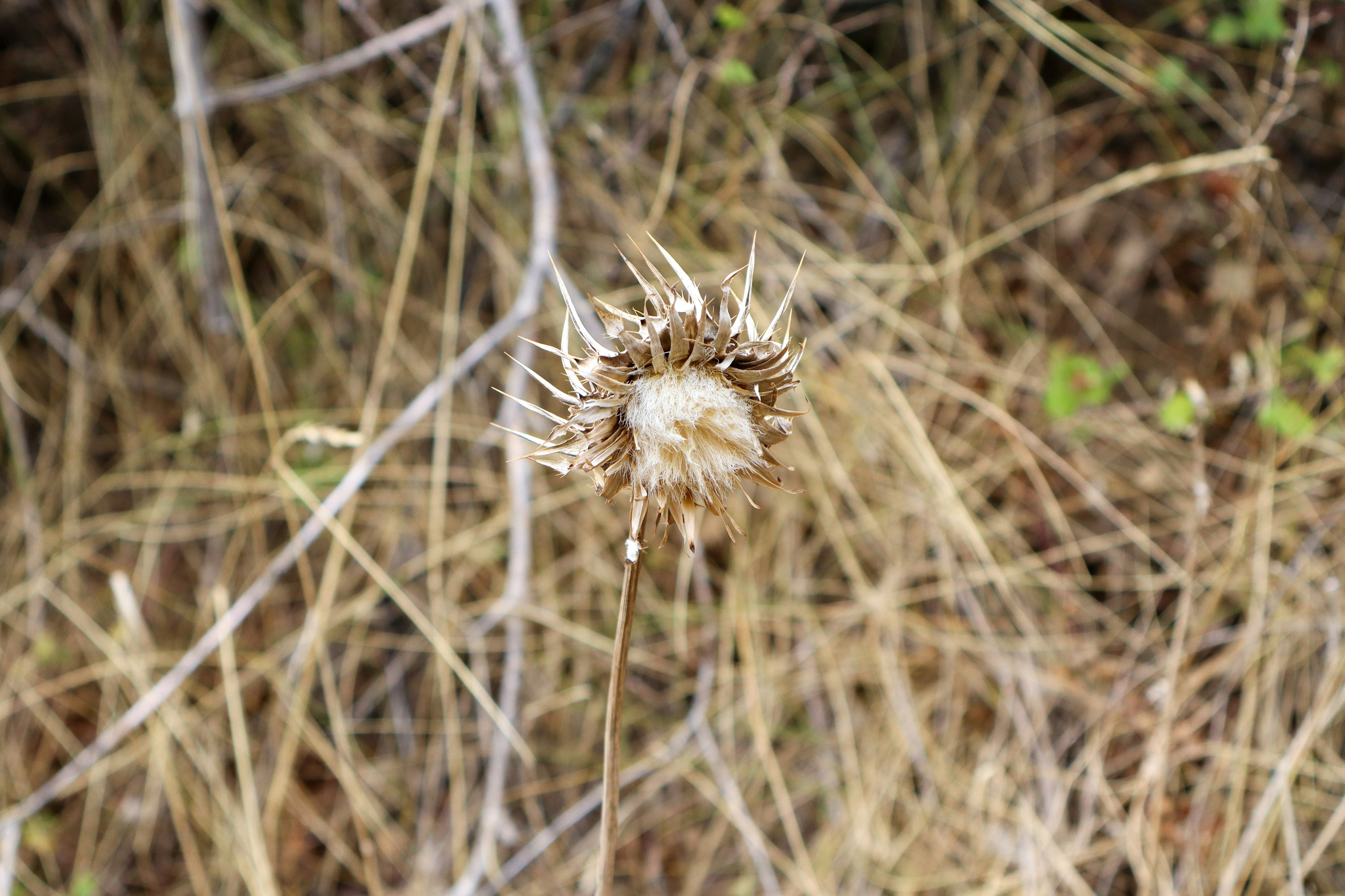 A dried thistle flower with spiky petals.