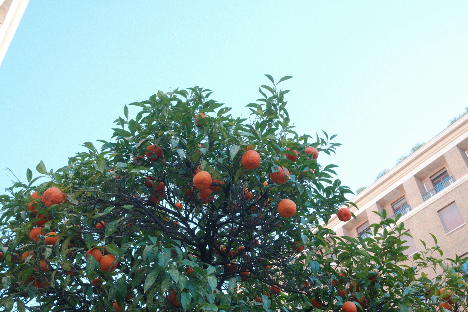 Orange tree with ripe fruit in sunlight