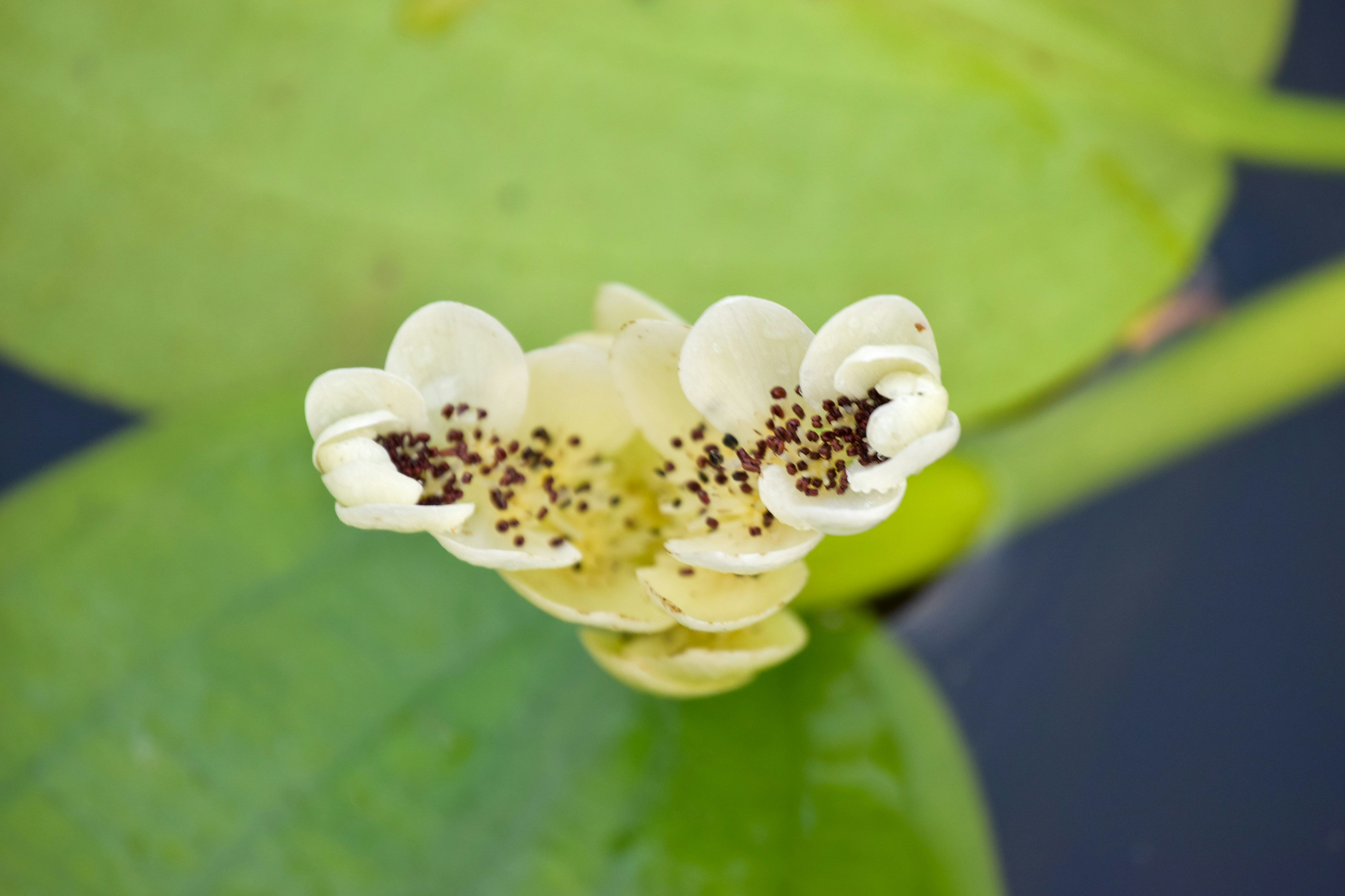 White water lily flower with green leaves