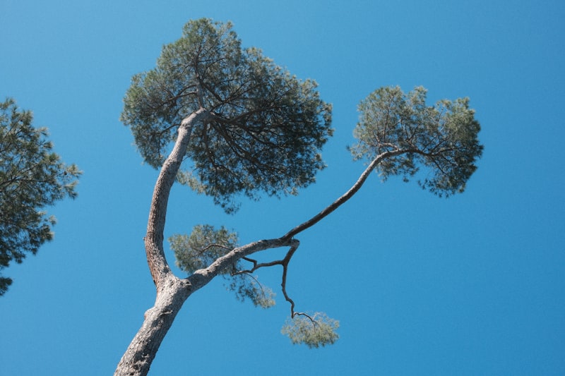 Pine tree branches against a clear blue sky