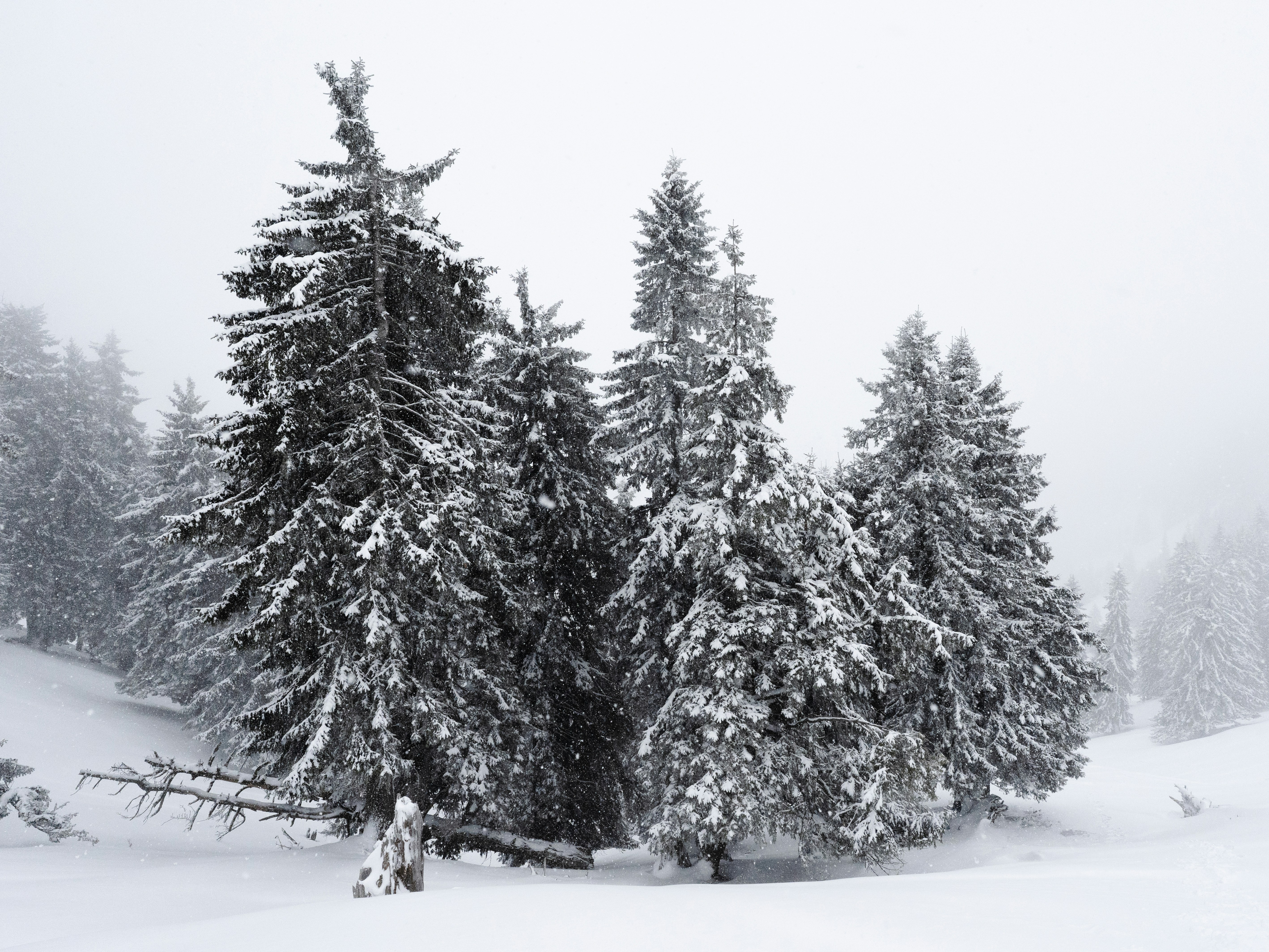 Photo by adialbulescu