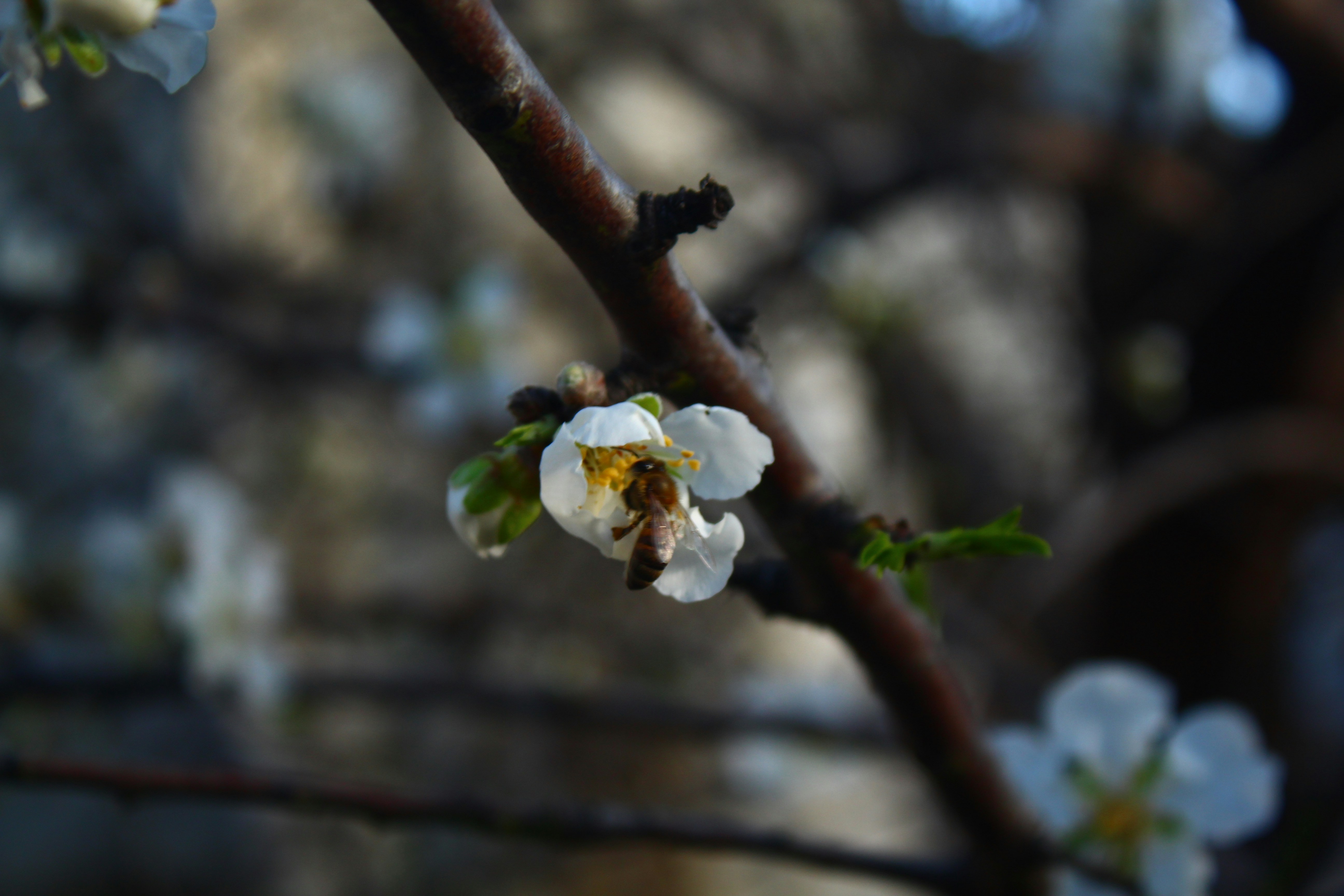 Photo by sevaltorun