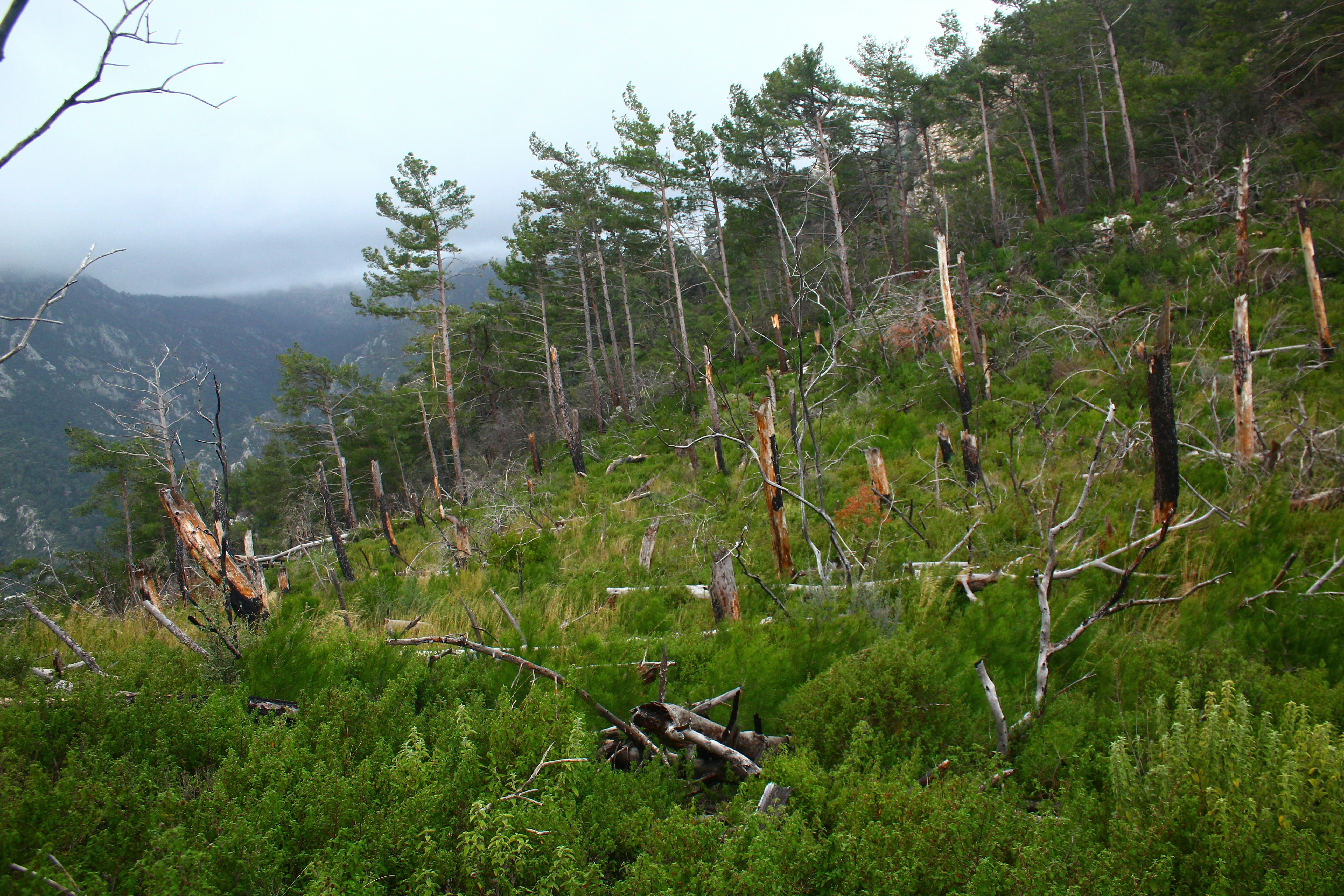 A hillside forest recovering after a fire.
