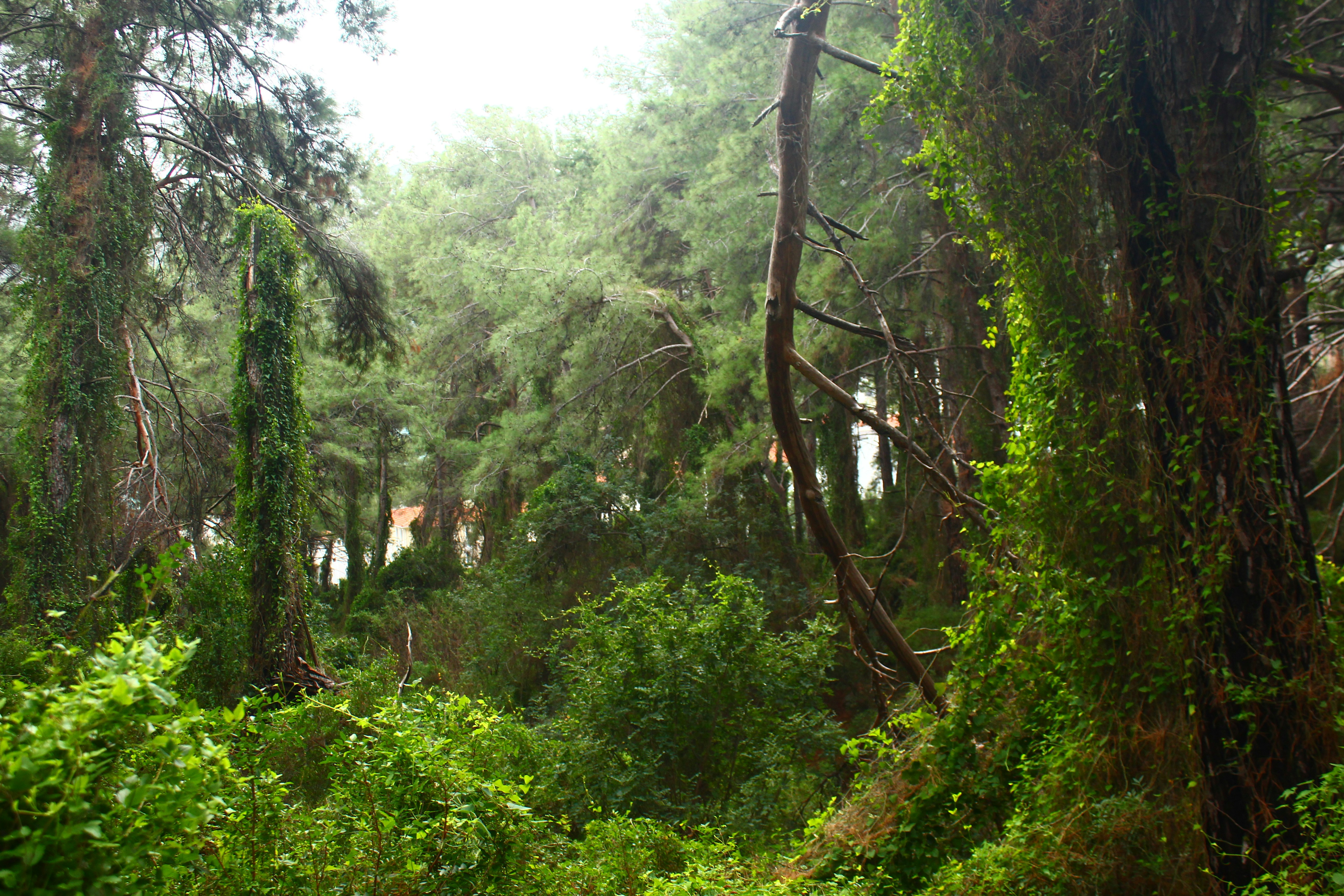 Lush green forest with dense trees and vines.