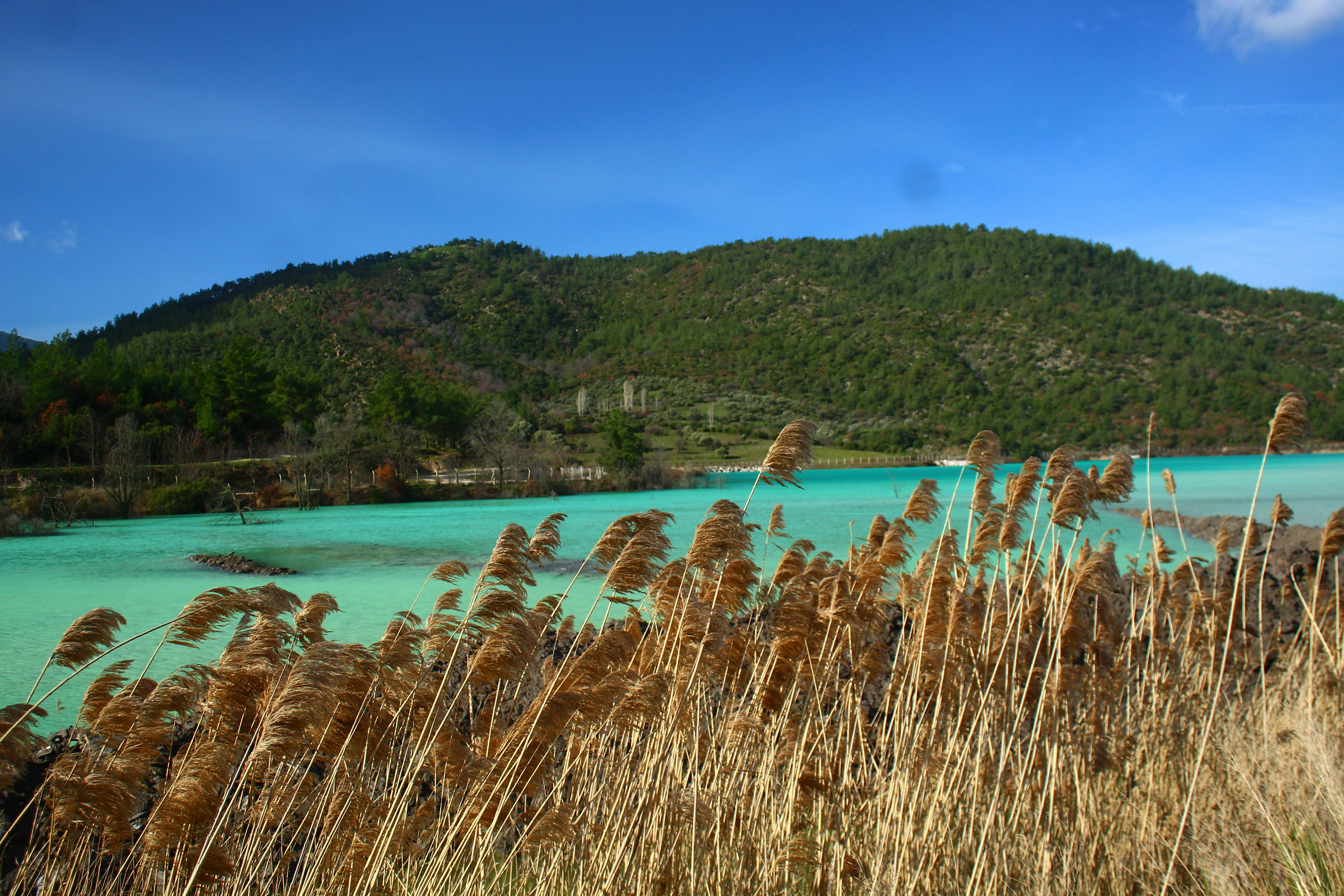 Turquoise water with reeds and distant green hills