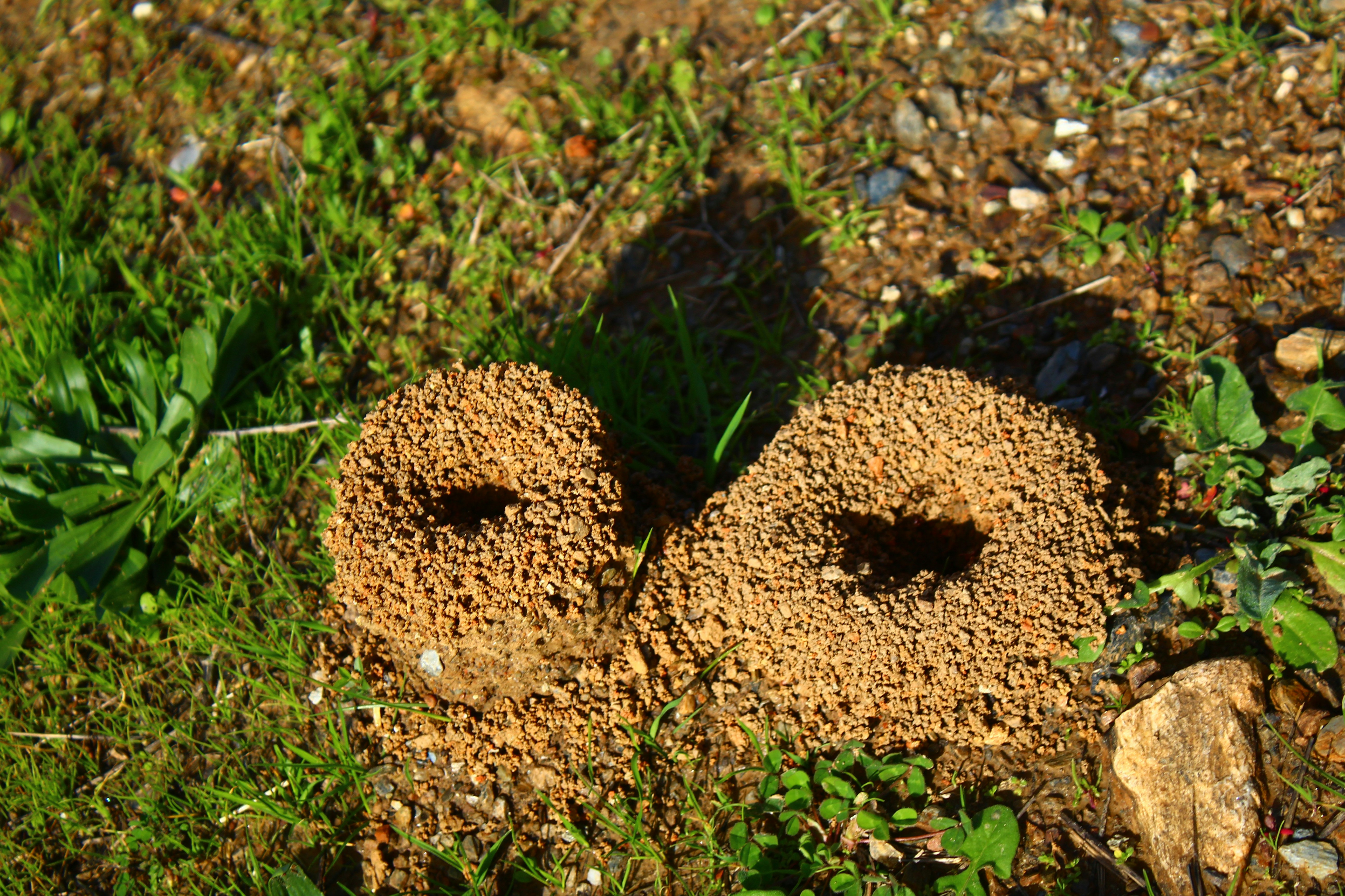 Close up of an ant mound in green grass best way to kill ants in yard