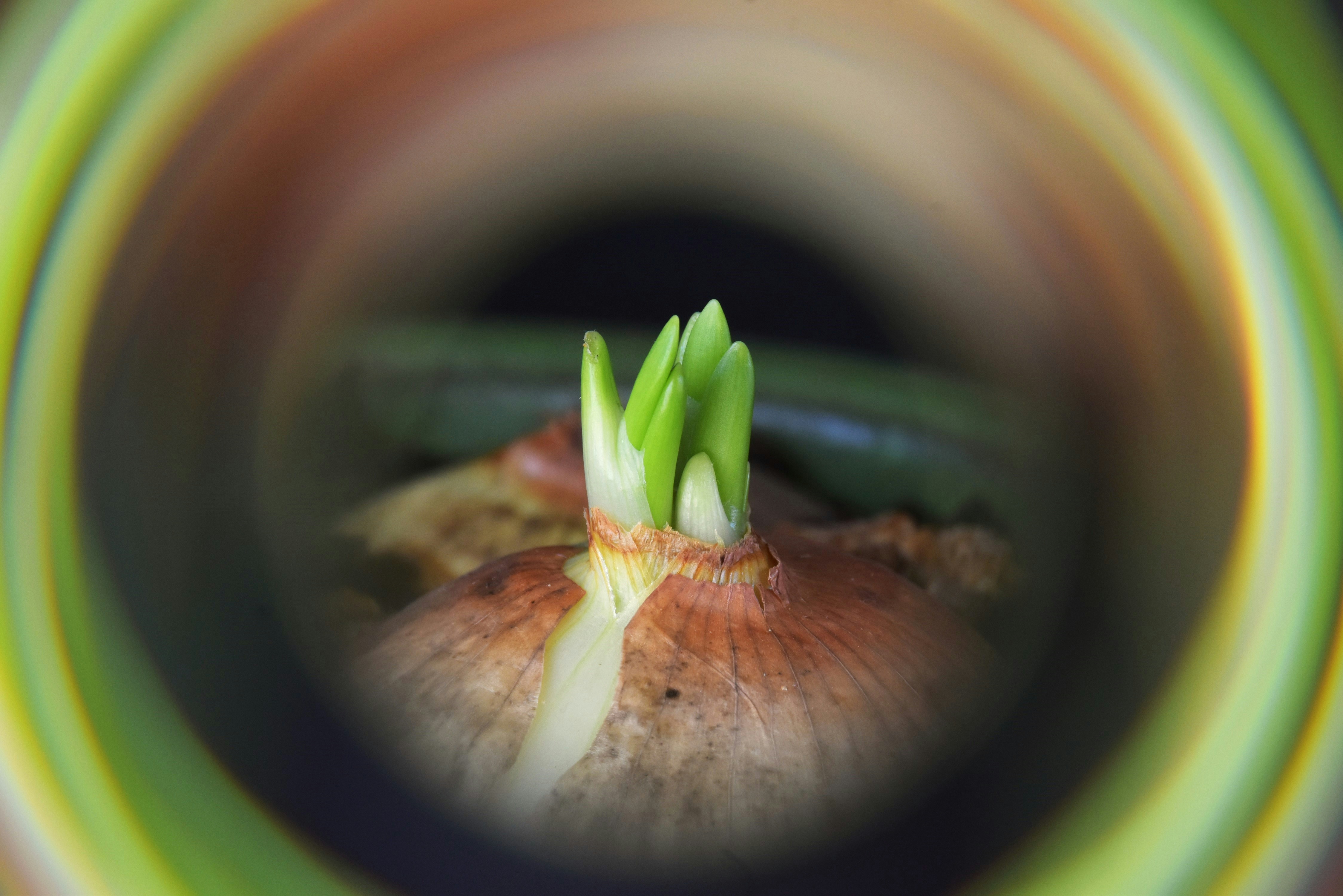 How to Start a Vegetable Garden in Your Backyard - step by step process guide