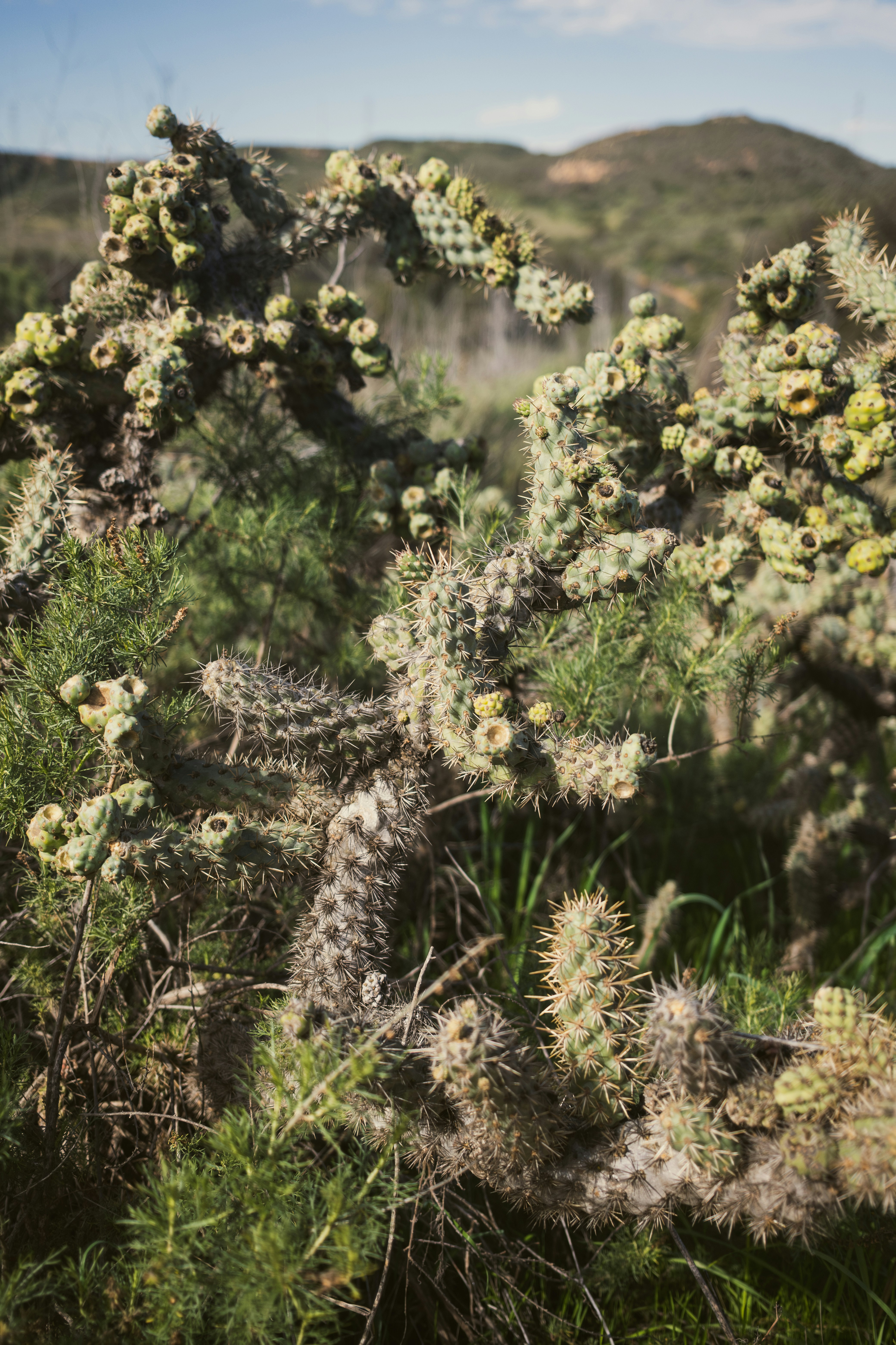 Photo by meanwhileinsandiego