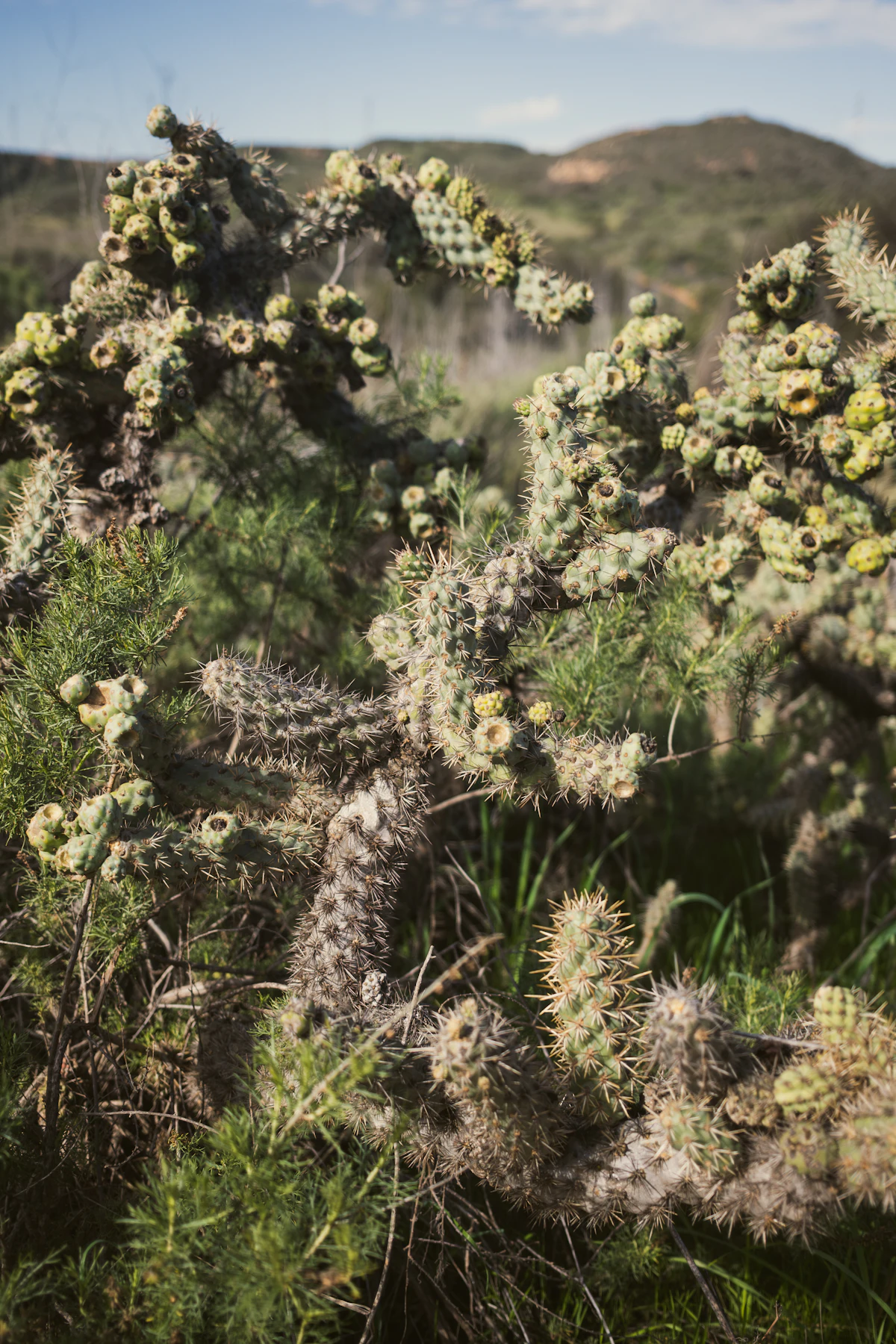 A cholla cactus in the grassy inland hills of San Diego, with a ridge behind it