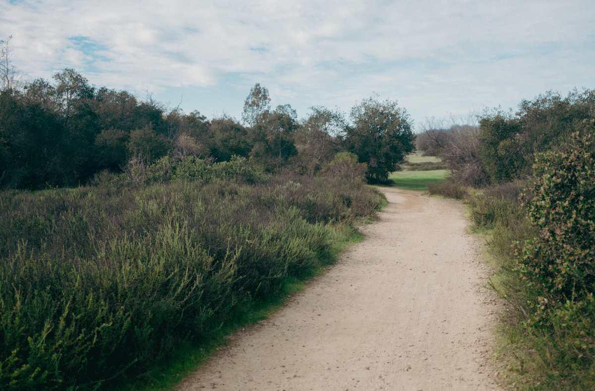 A sandy path between trees and green brush in Los Penasquitos Canyon, San Diego