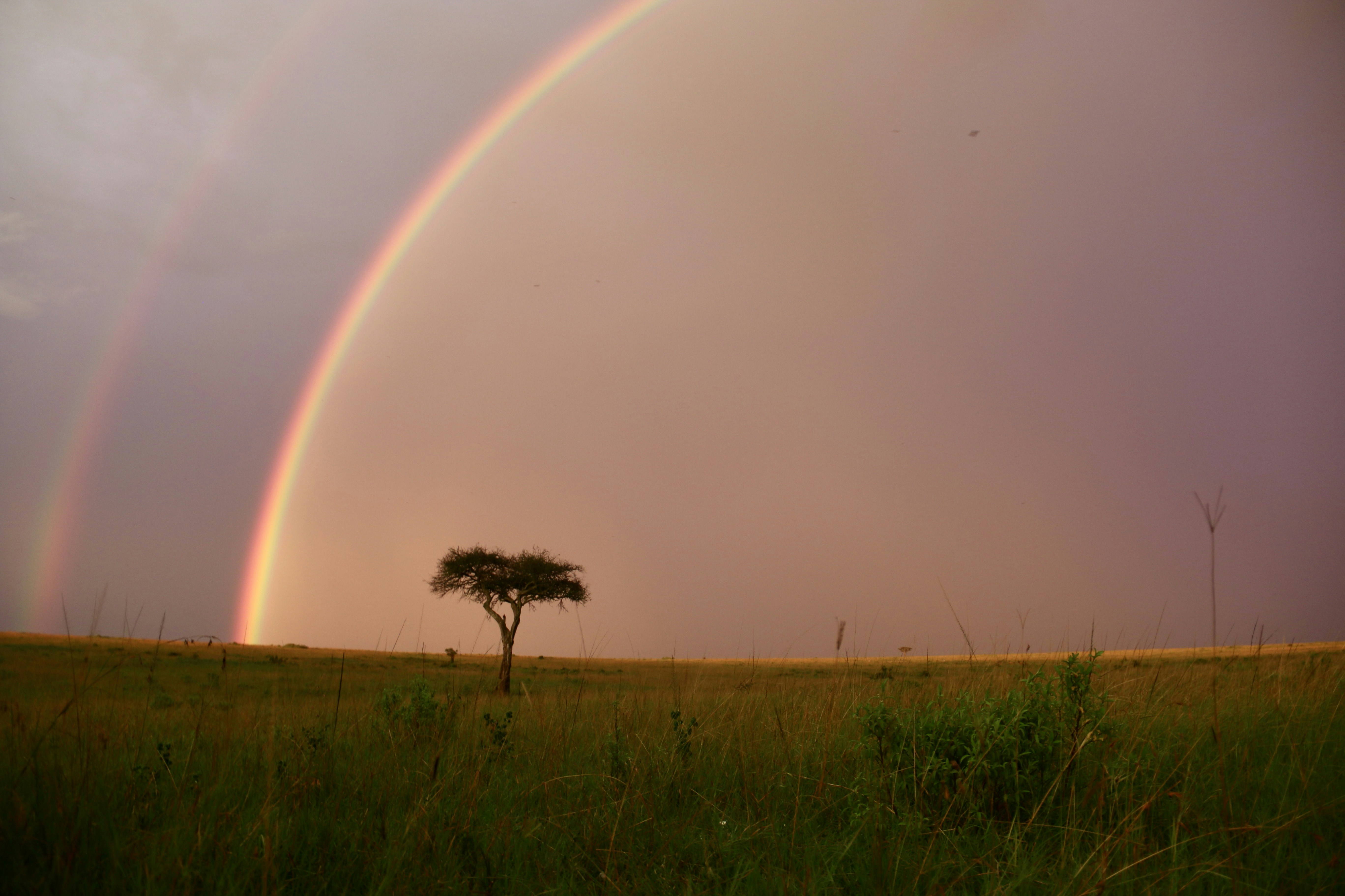 Double rainbow over a lone tree in a grassy field.