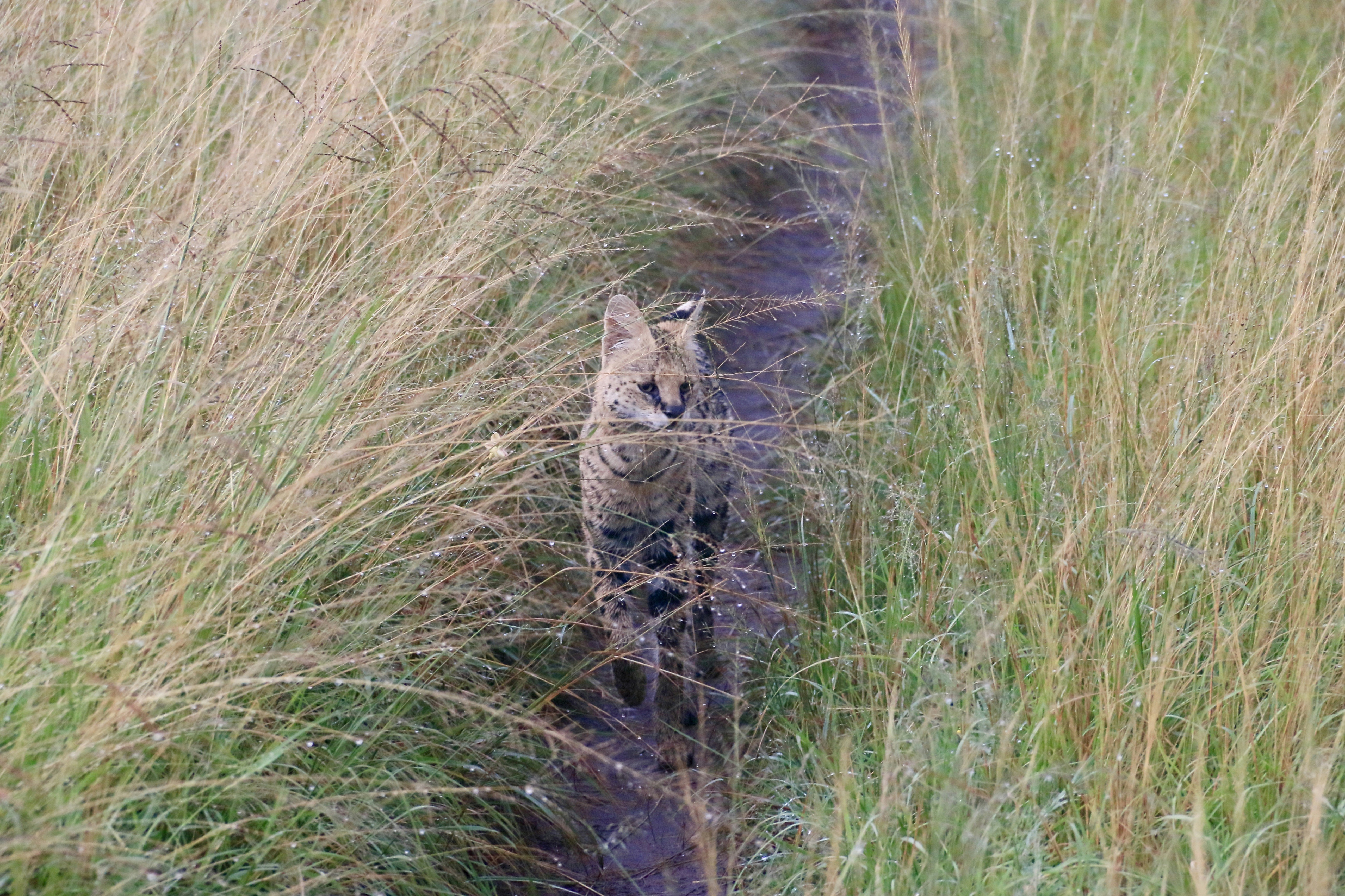 野生の猫が背の高い草むらを歩いている