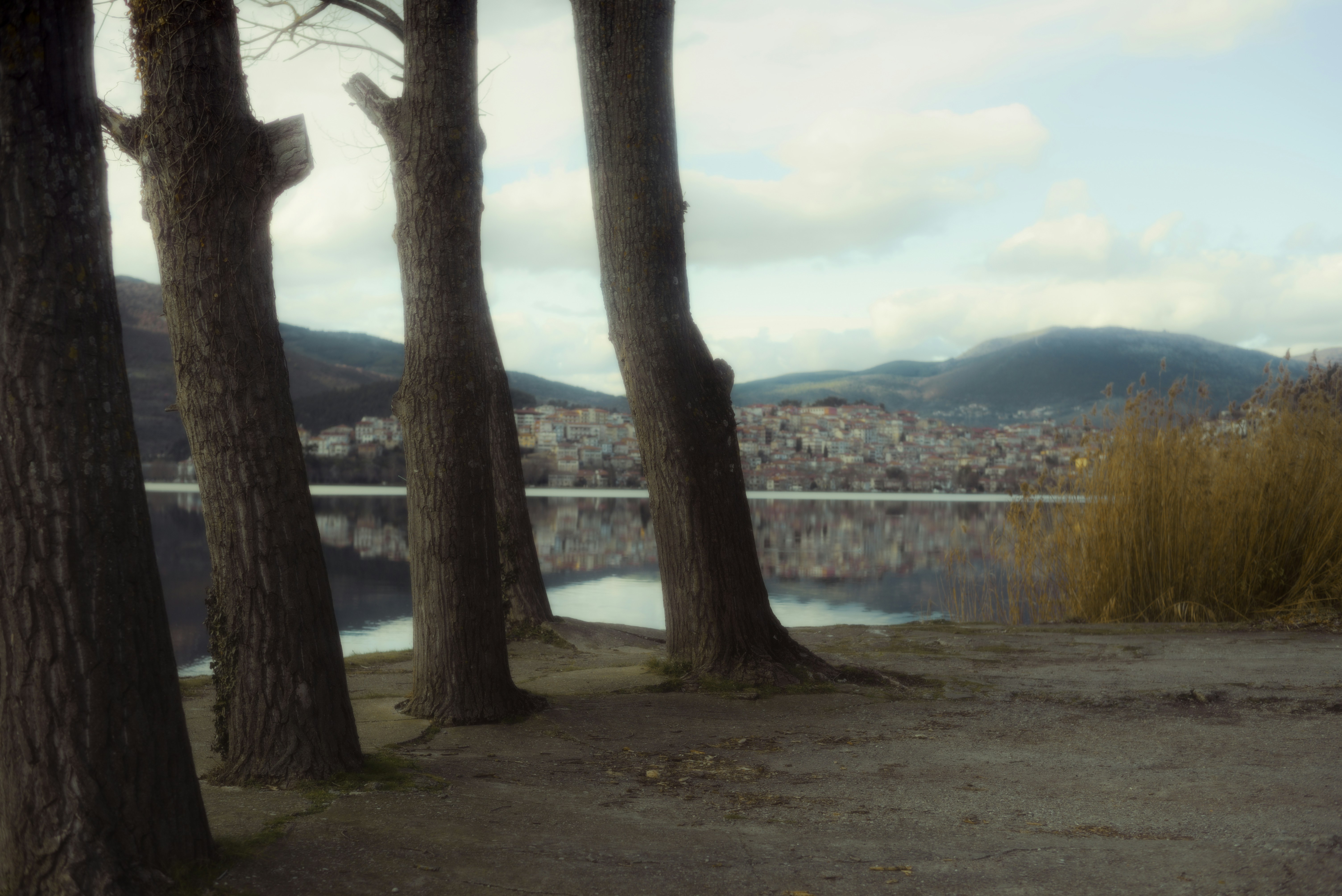 Alberi spogli fiancheggiano un lago con un paesaggio urbano lontano.