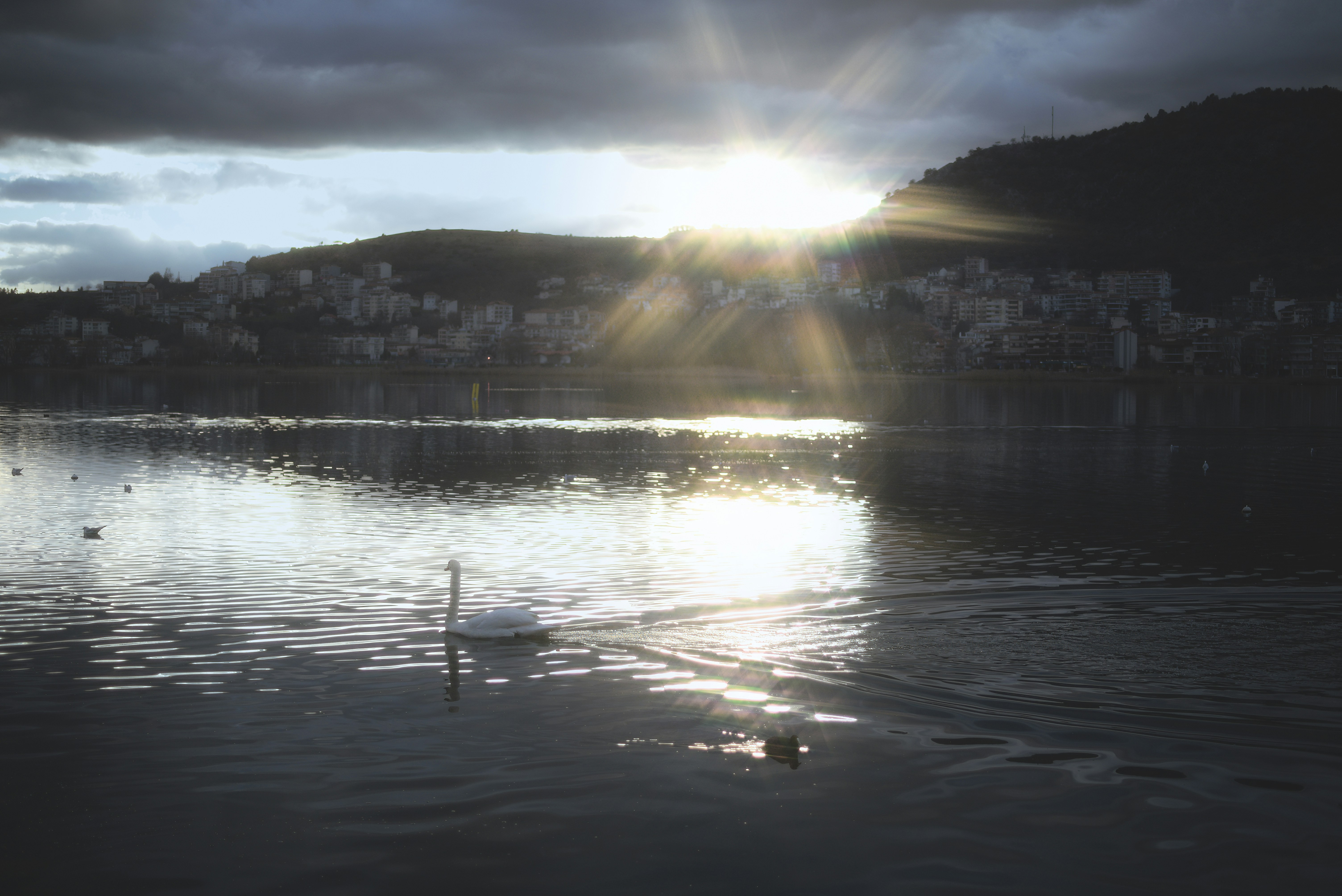 Swan nuota su un lago all'alba.