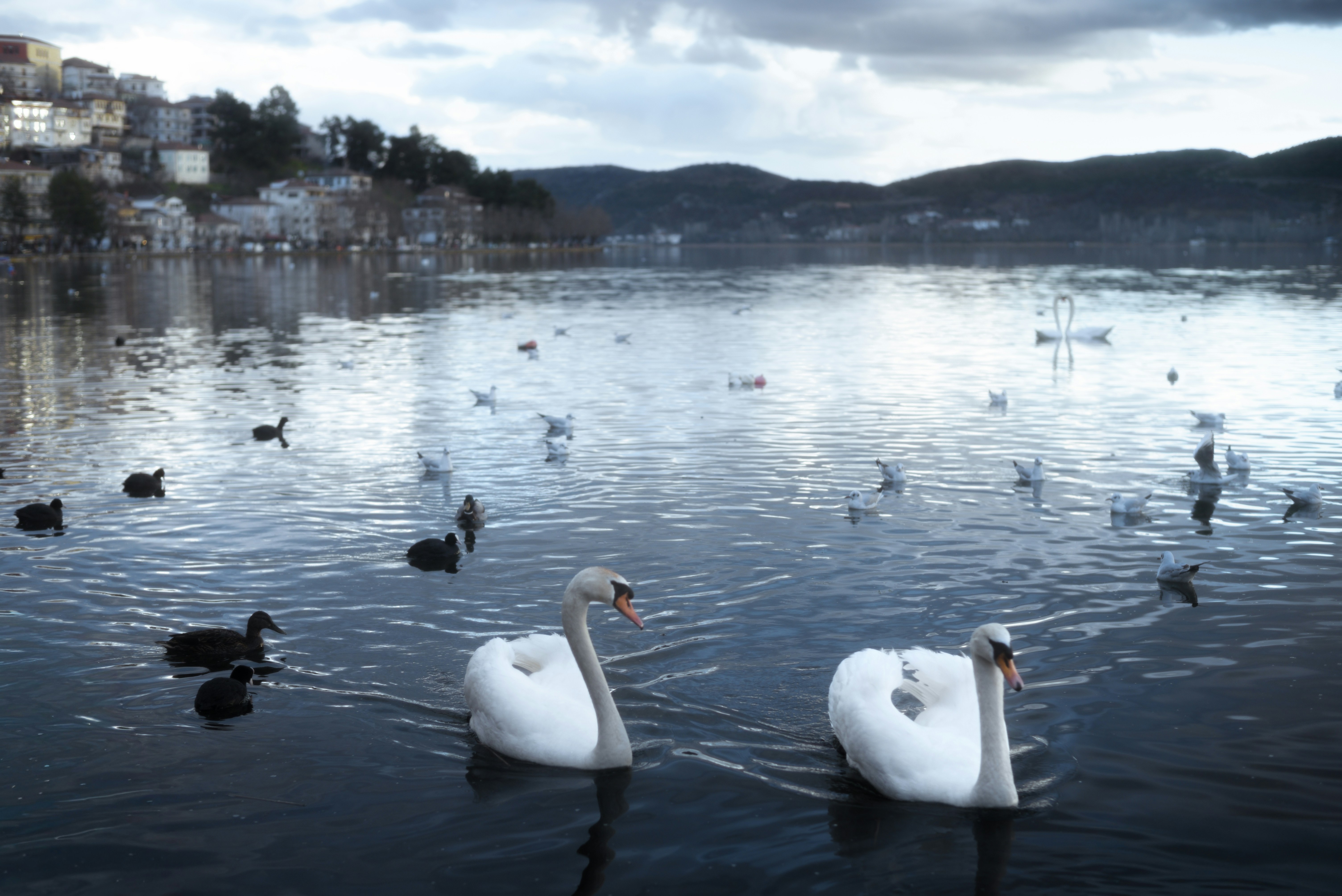 Due cigni nuotano in un lago con altri uccelli.