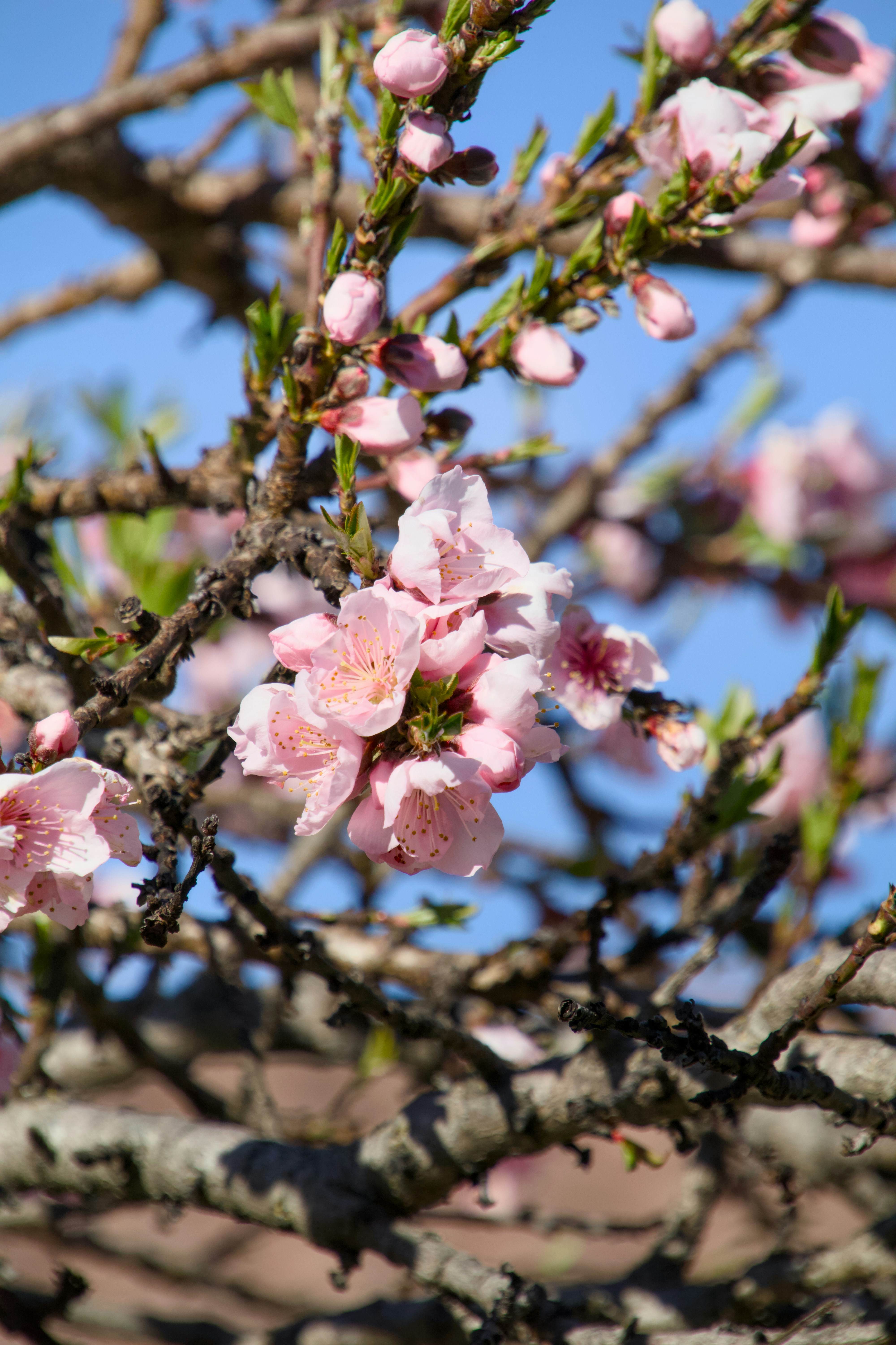 Photo by sarguninder