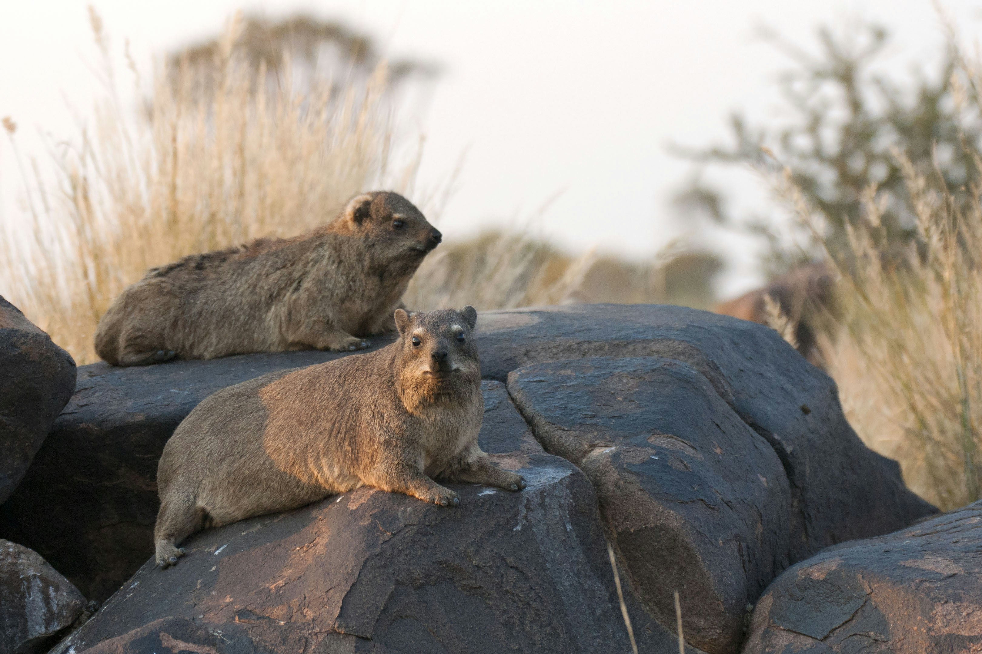 Two rock hyraxes resting on large boulders.