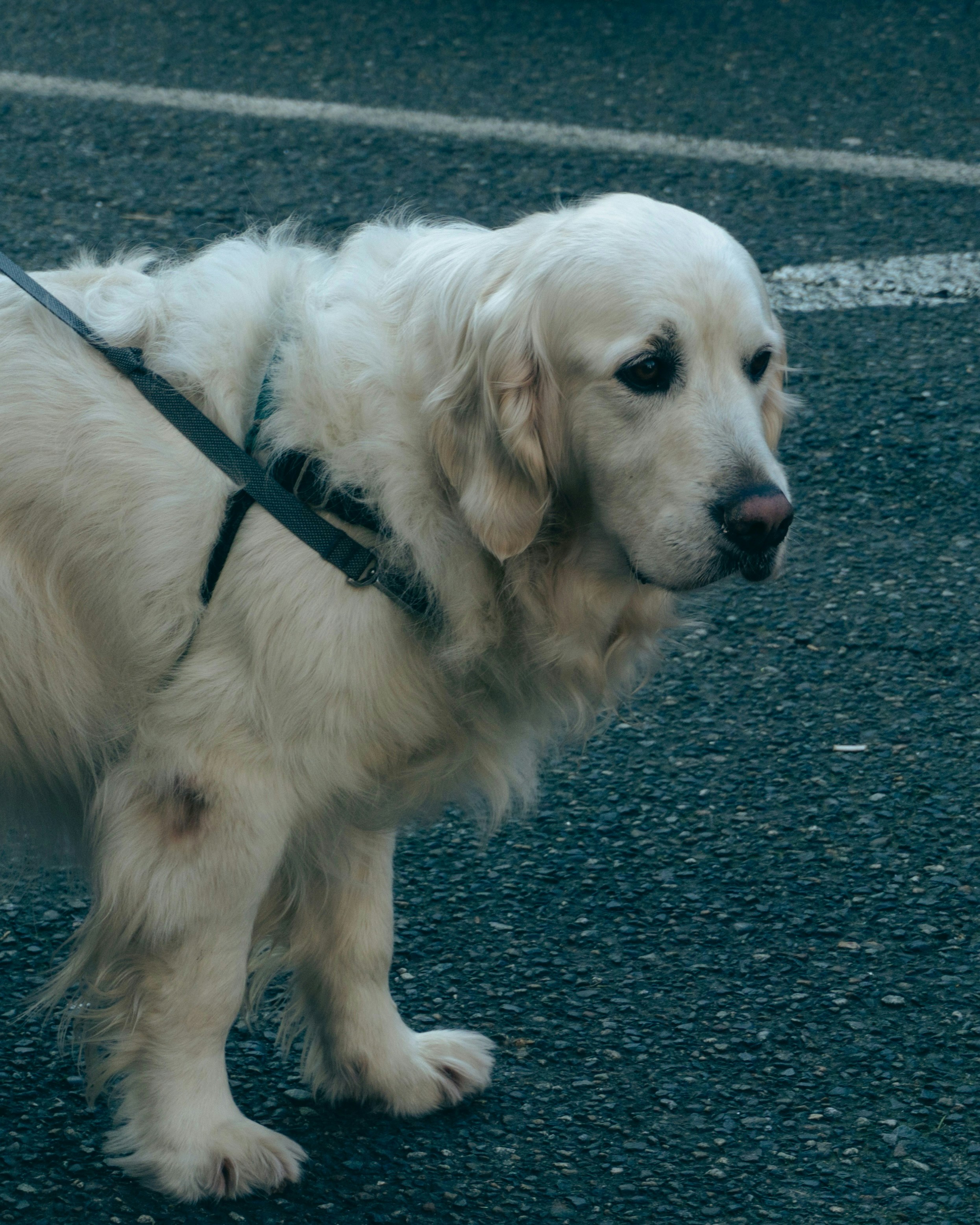 A fluffy white dog on a leash outdoors