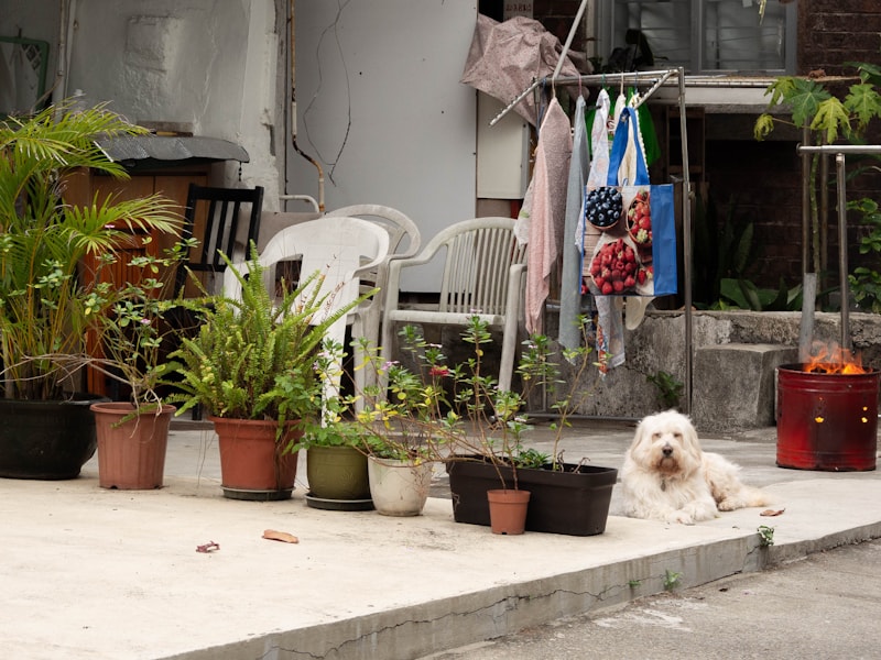 Happy dog at home