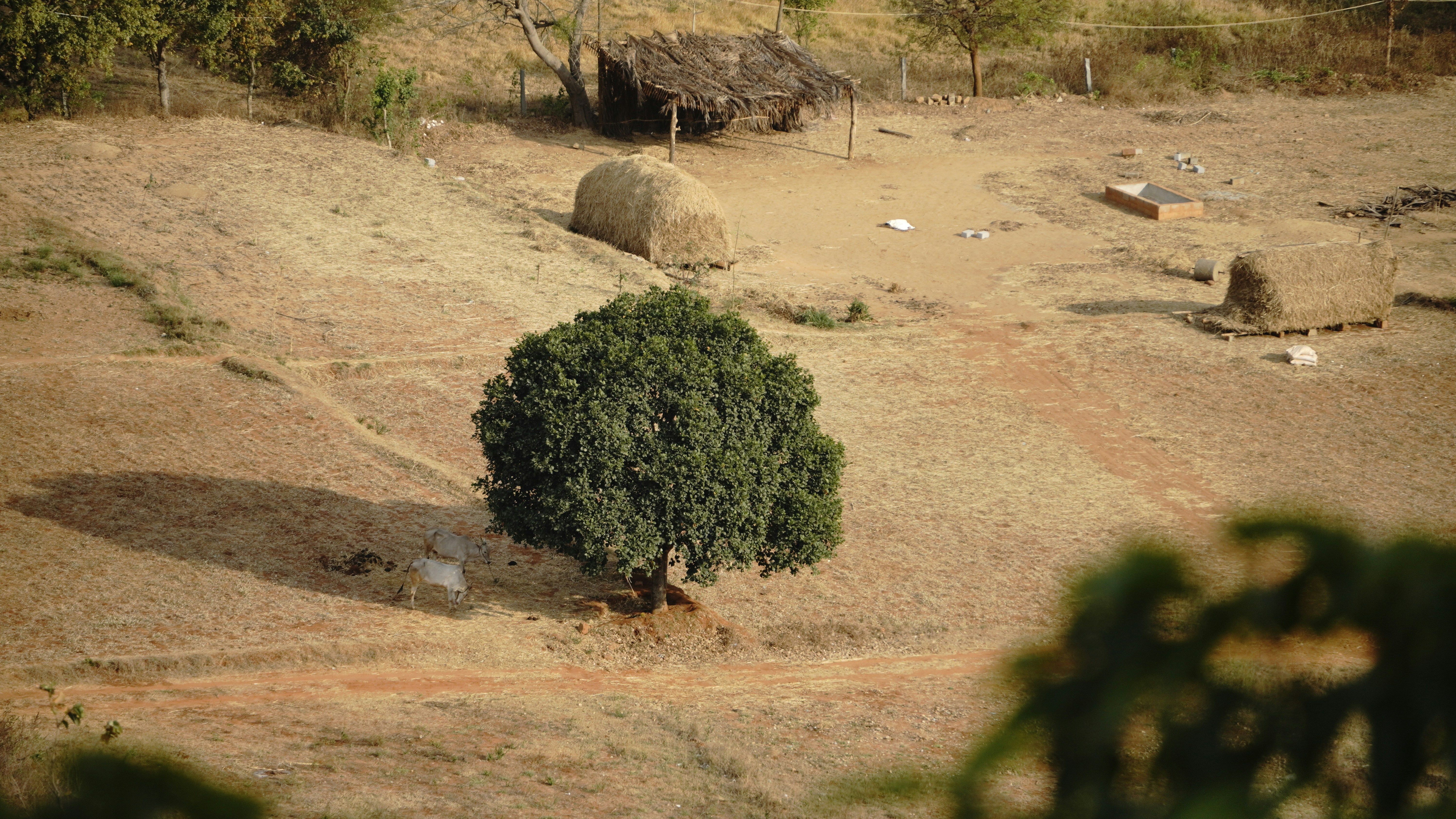 Photo by pavitra_baxi