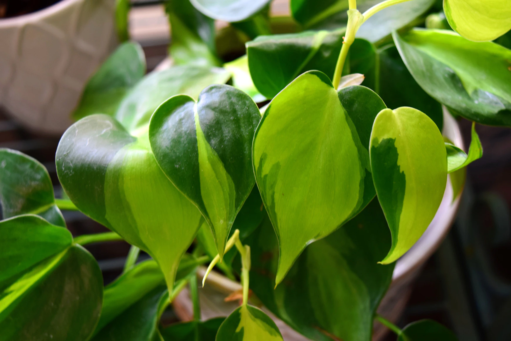 Variegated Philodendron with white and green leaves