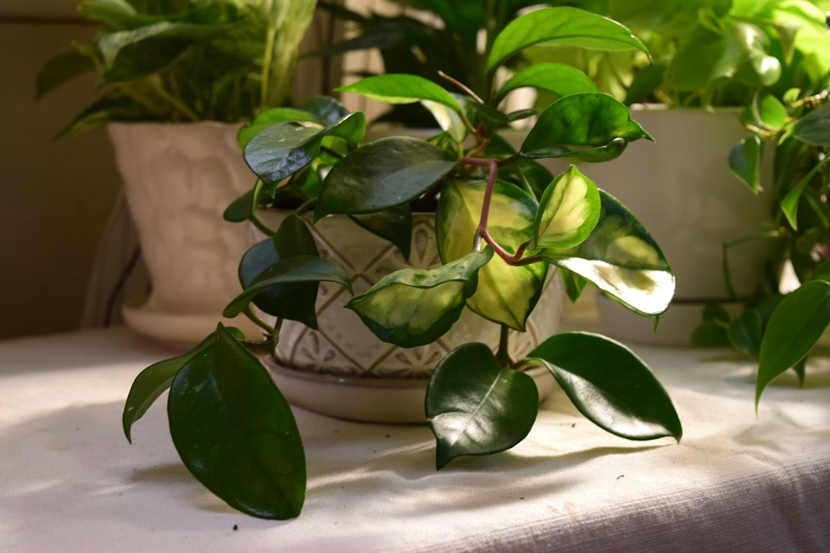 ホヤ・ウェイエティー トリカラー斑入り｜Hoya wayetii 'Tricolor' 図鑑