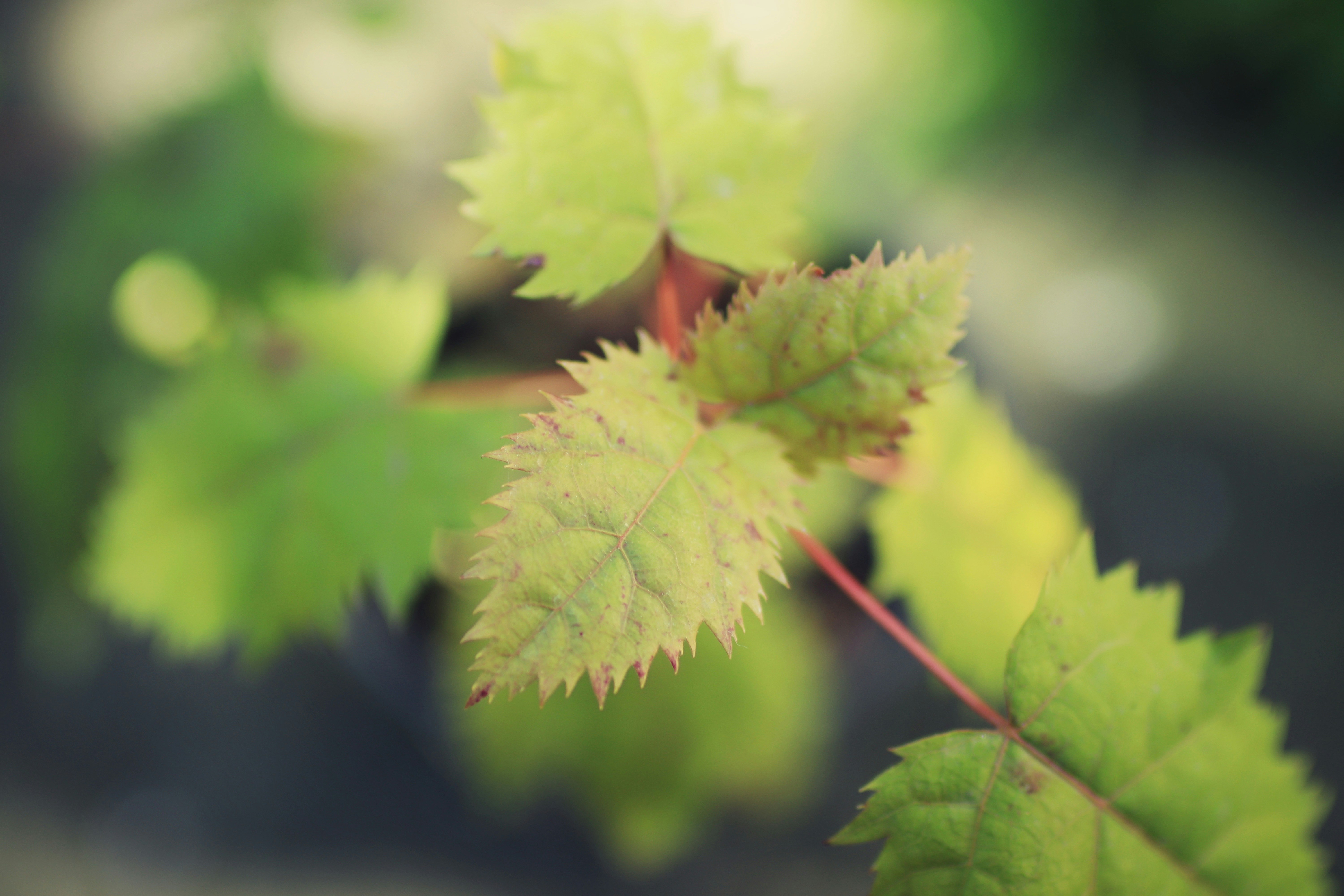 Photo by valiant_lambda