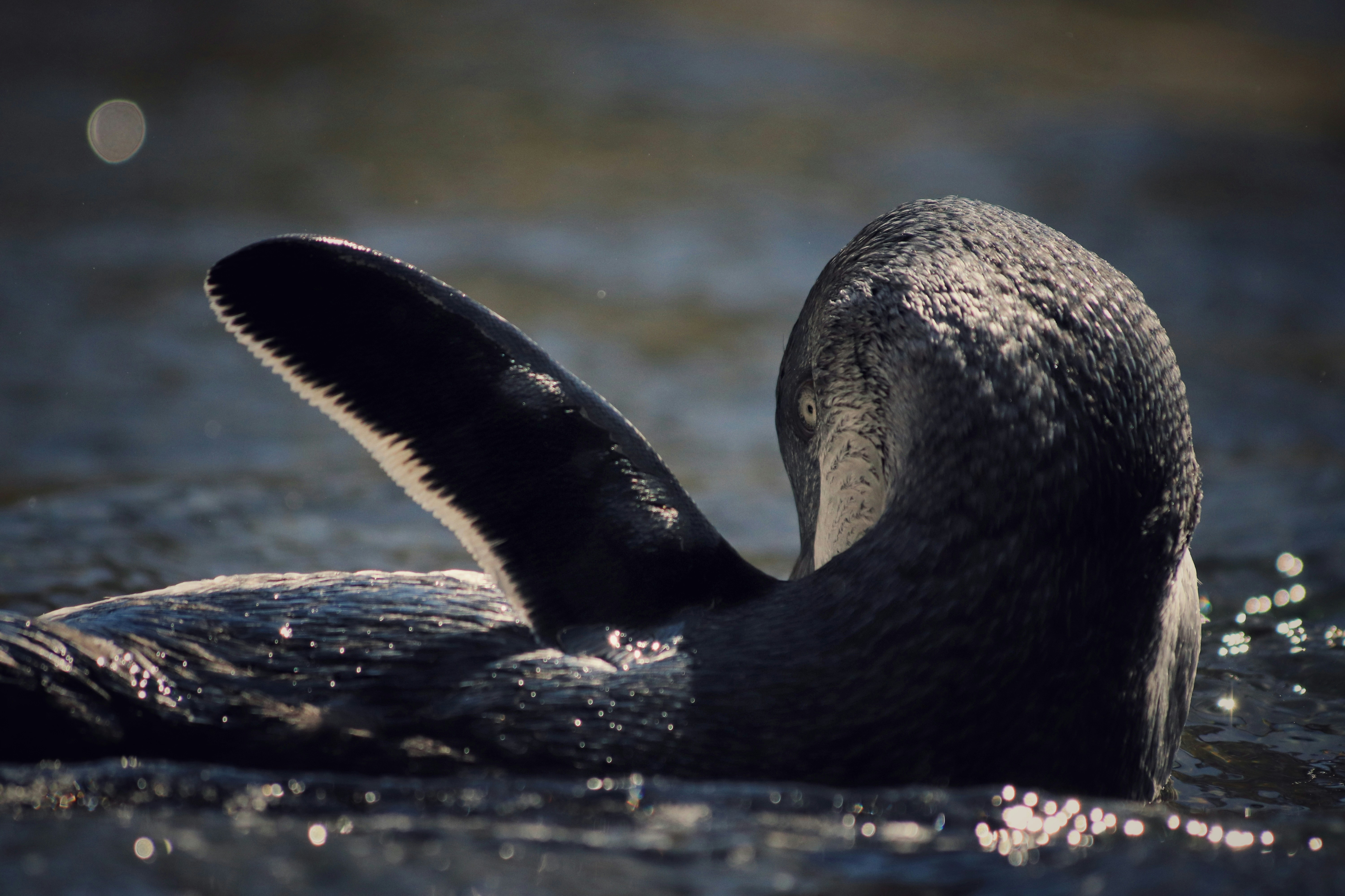 Photo by valiant_lambda