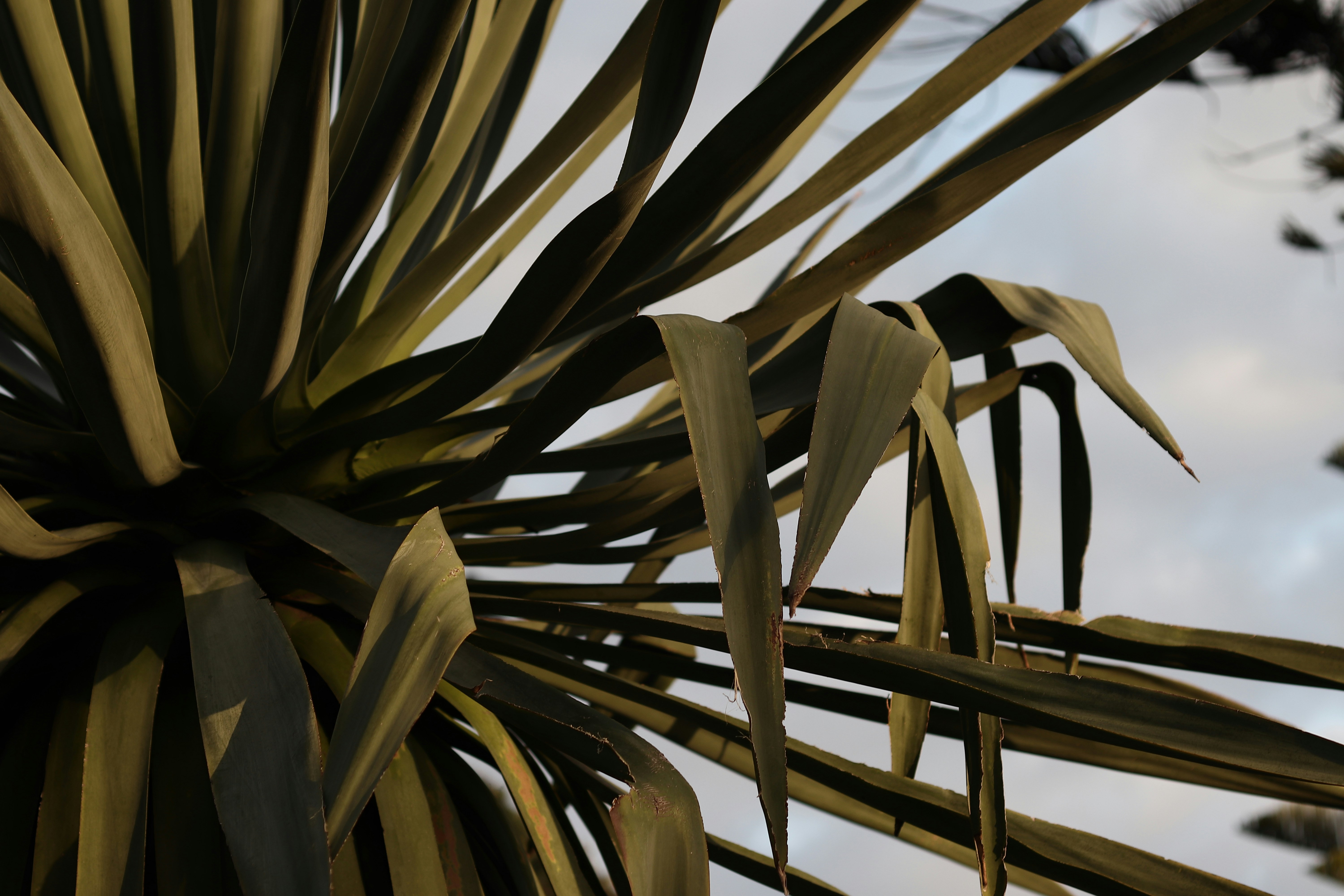 Photo by valiant_lambda