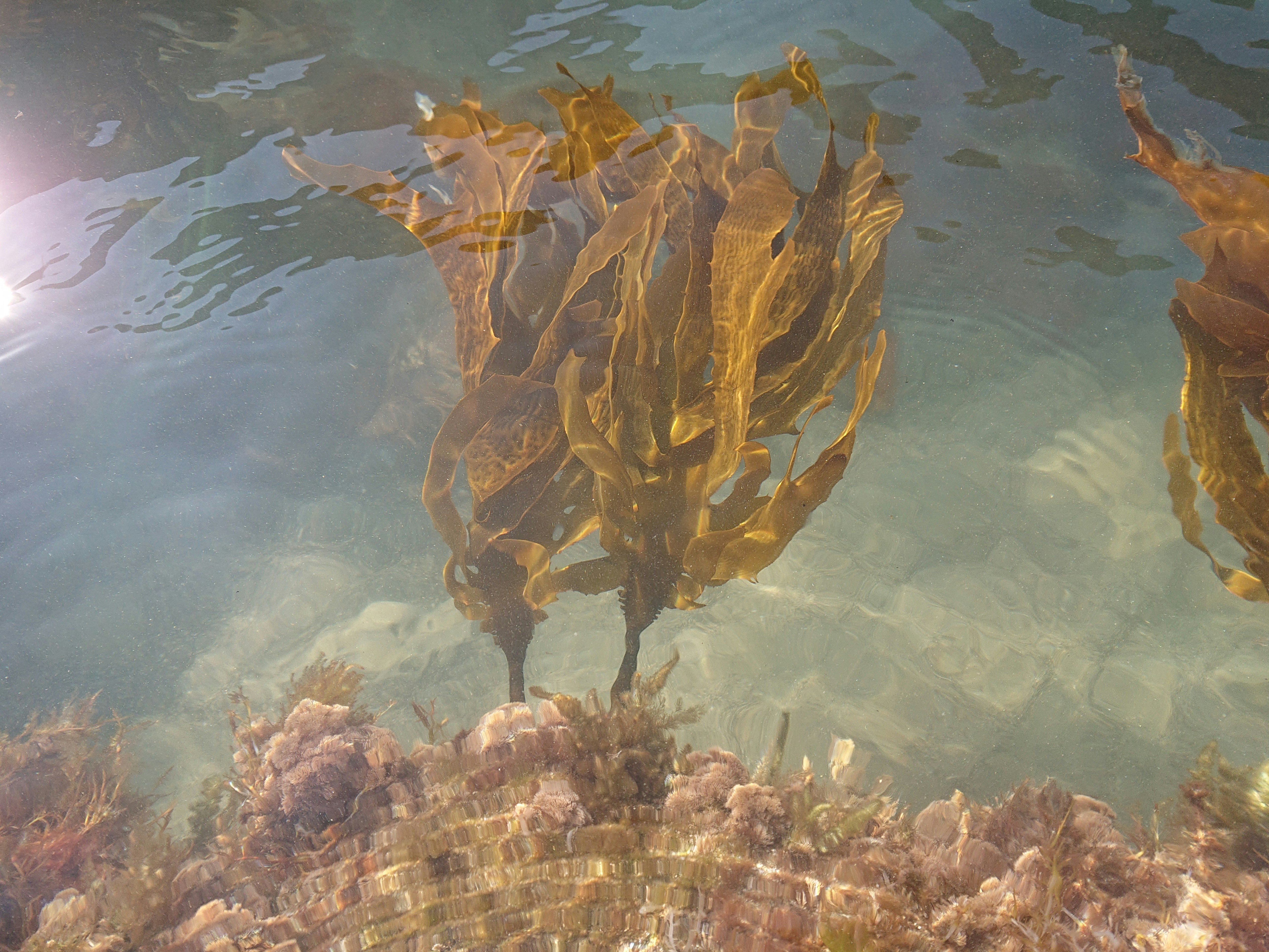 Ascophyllum nodosum kelp - bad breath remedy for dogs