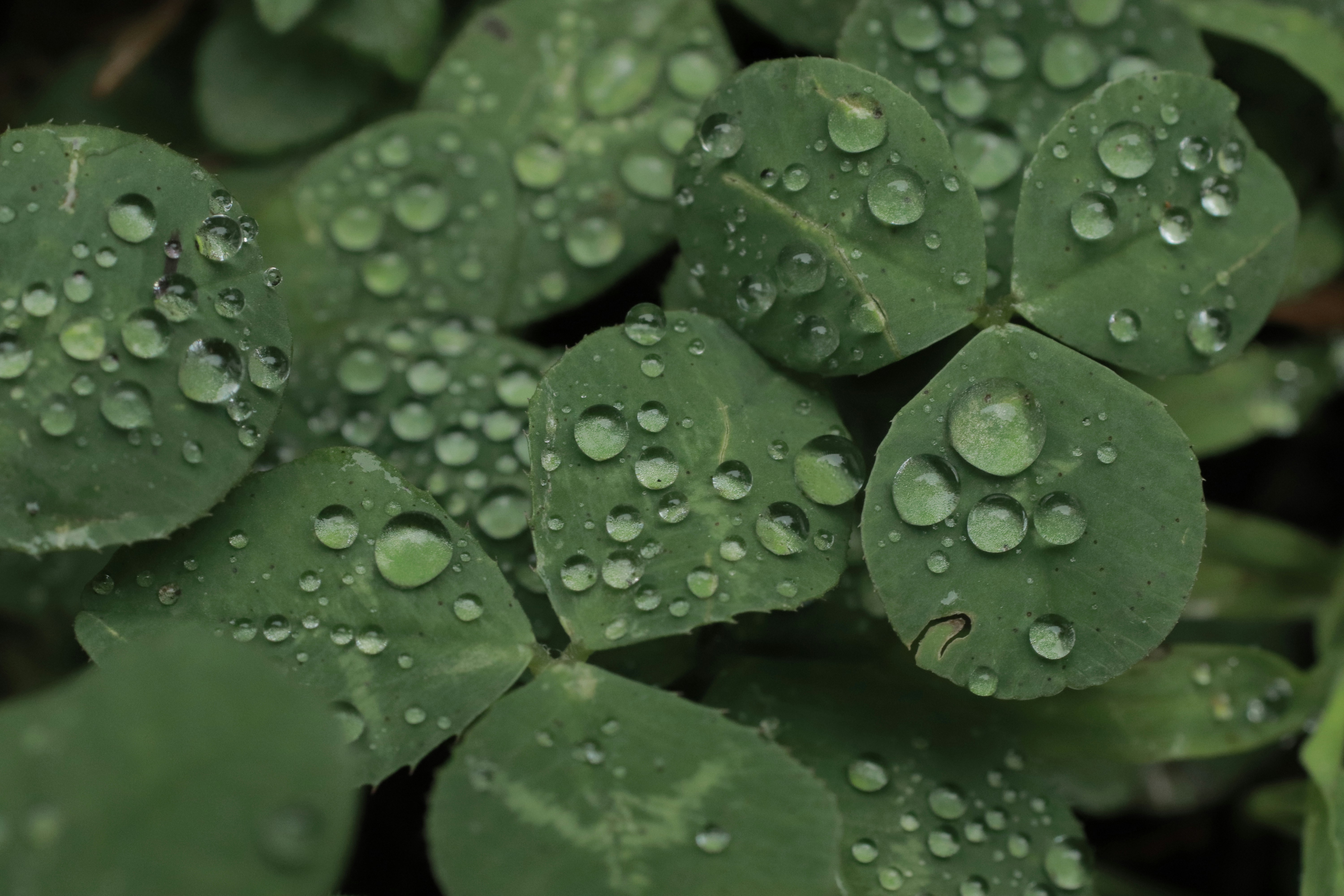 Photo by valiant_lambda