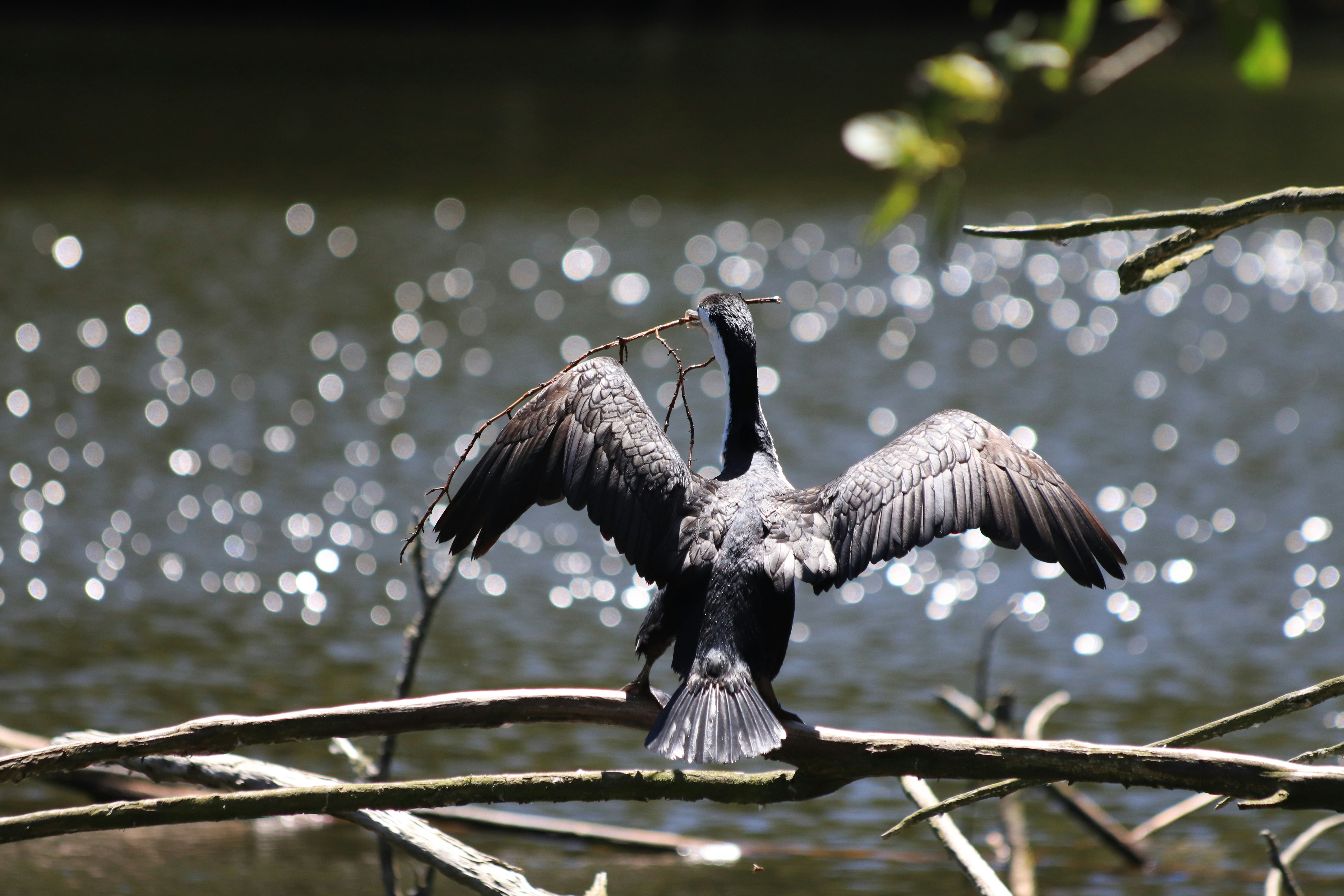 Photo by valiant_lambda